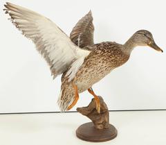Oiseau taxidermique