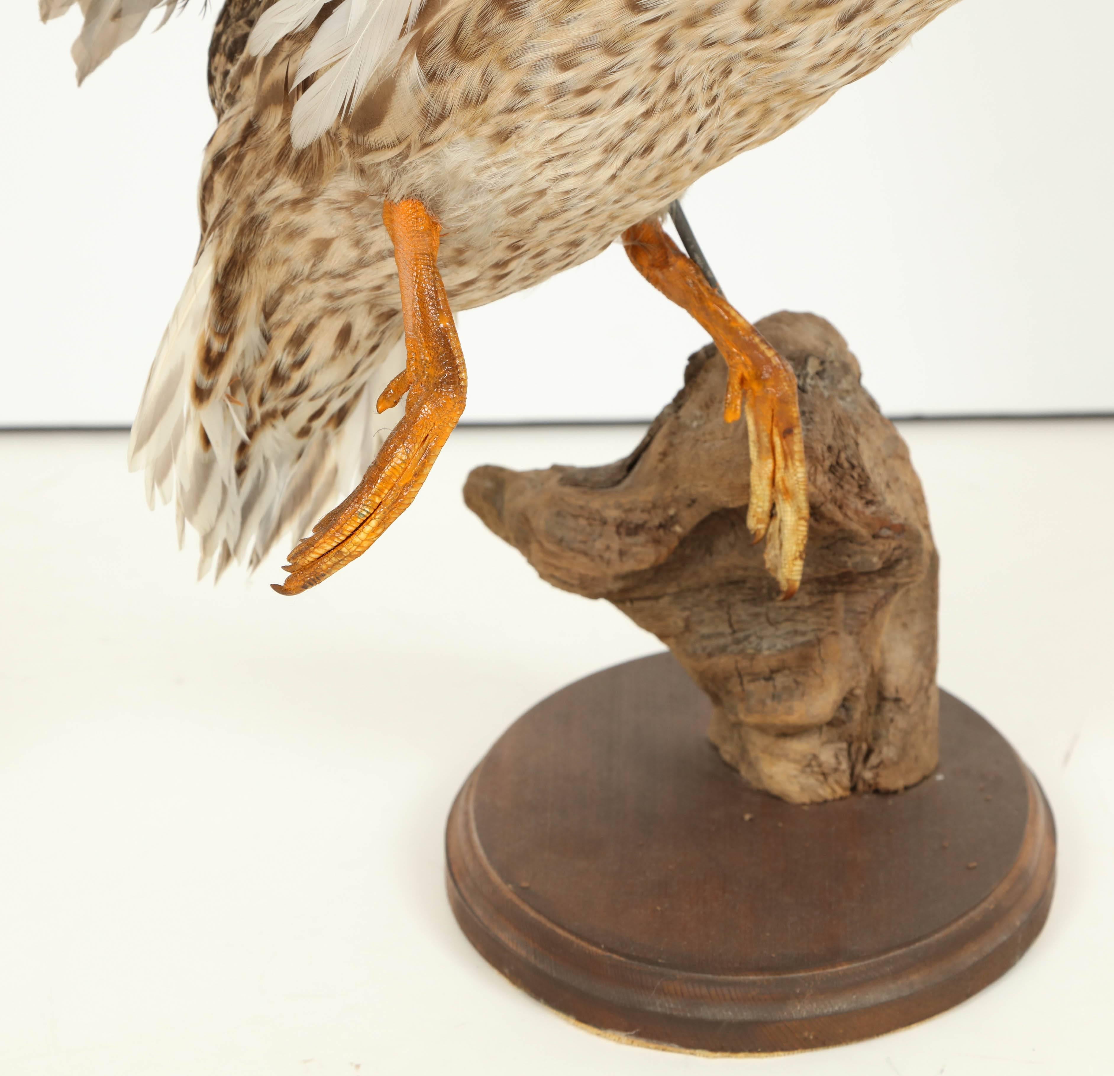 American Taxidermy Bird