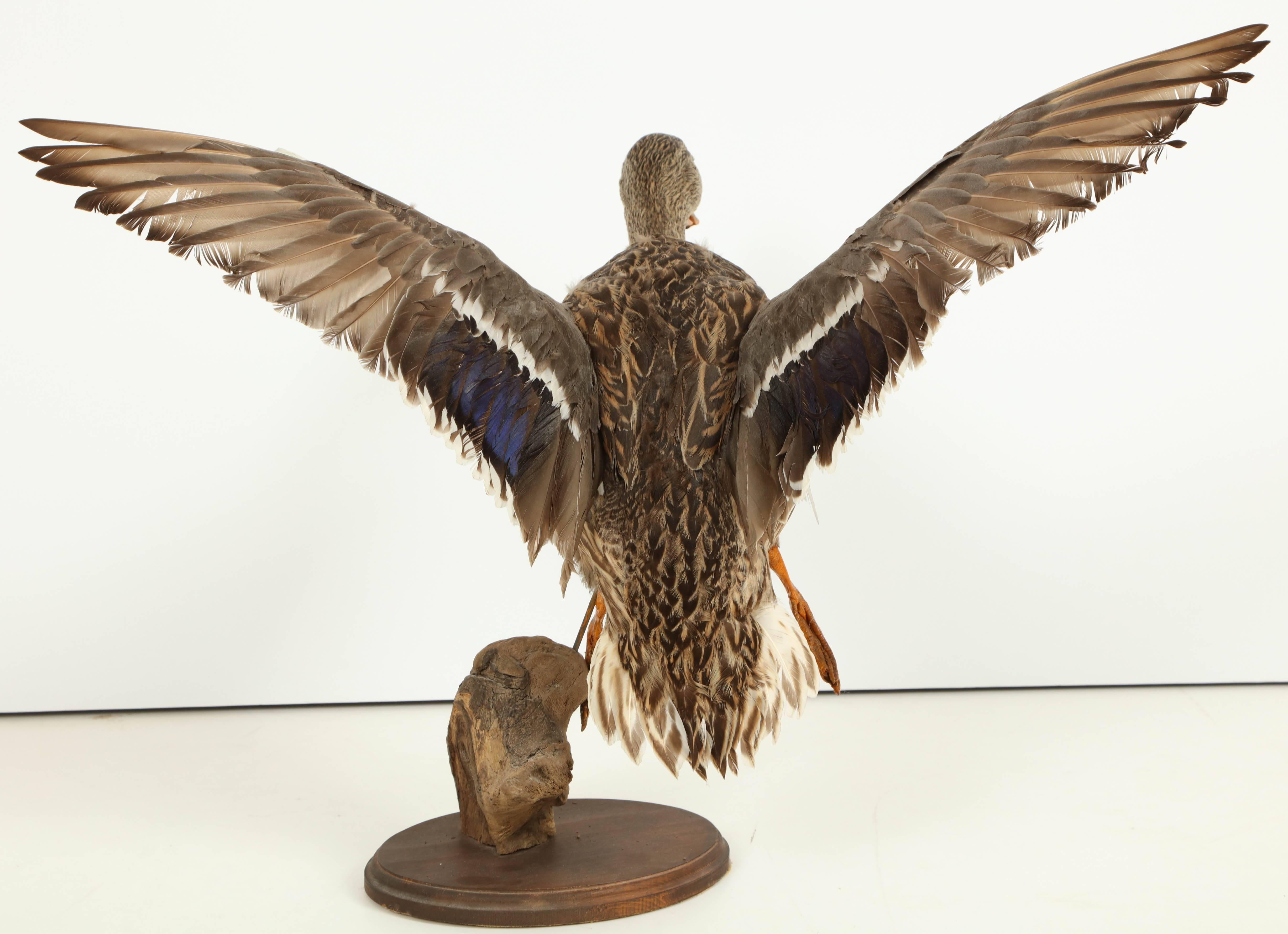 Hand-Crafted Taxidermy Bird