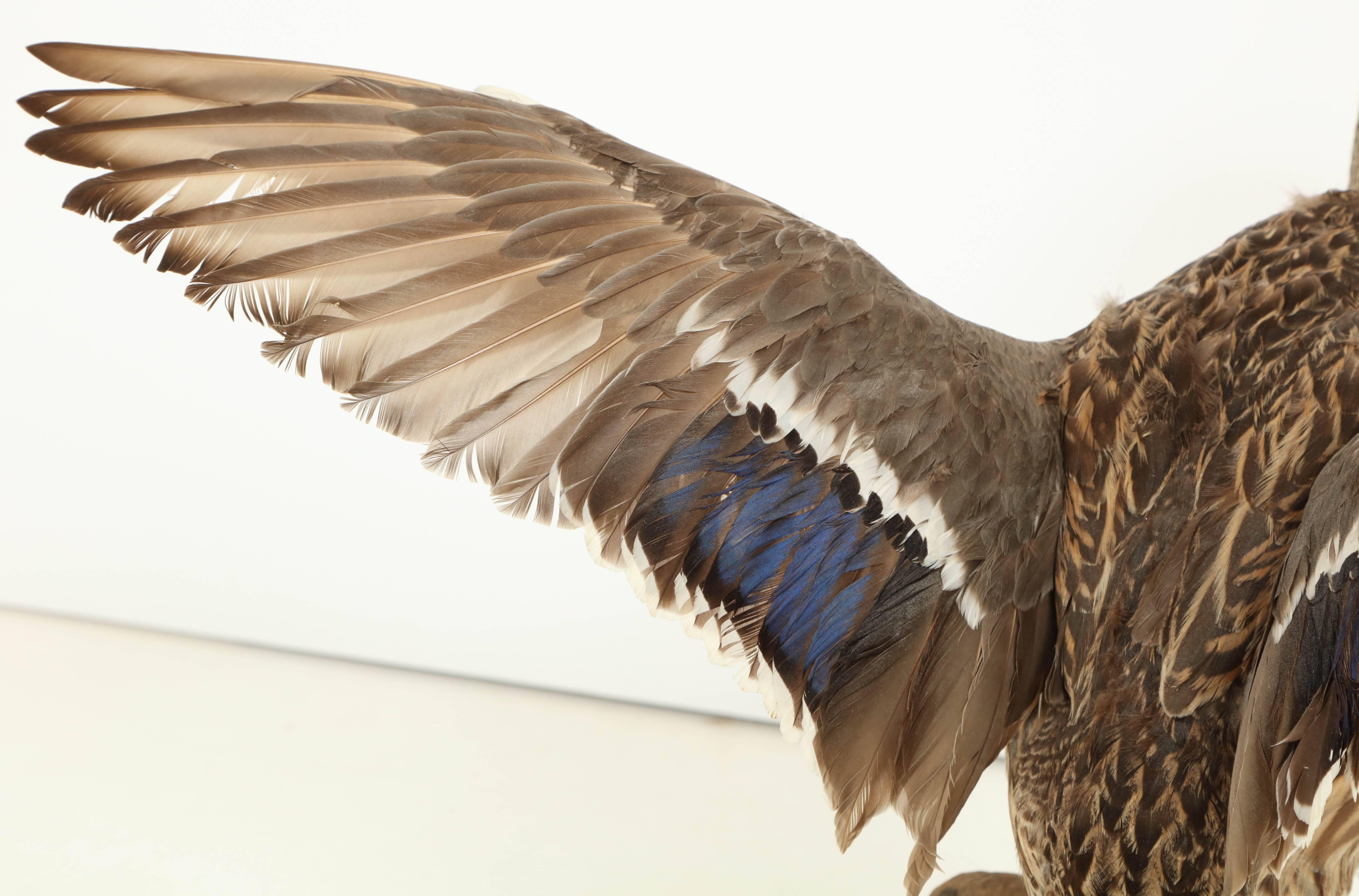 Taxidermy Bird In Excellent Condition In New York, NY