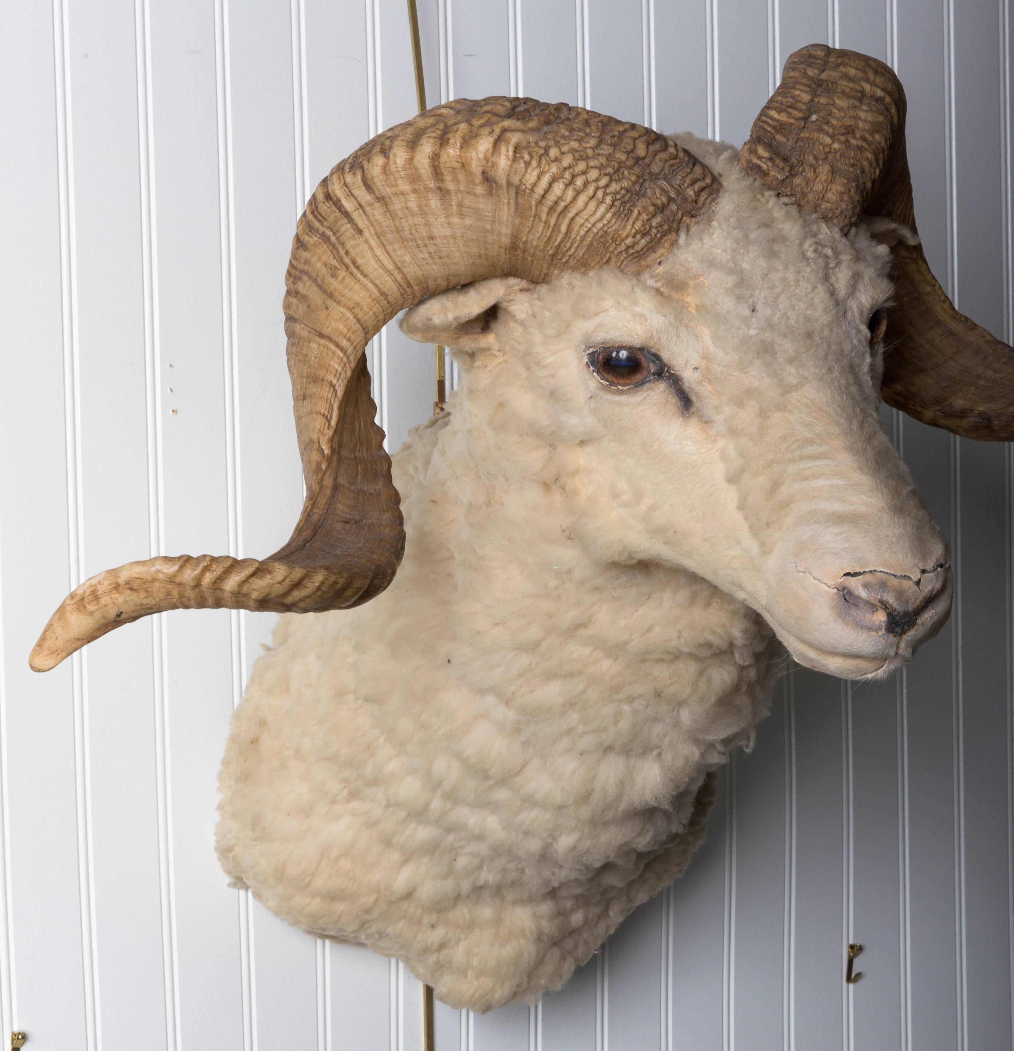 Rare Ram's head Vintage Taxidermy. Shoulder mount with wonderful horns. Minor cracks on nose due to age.