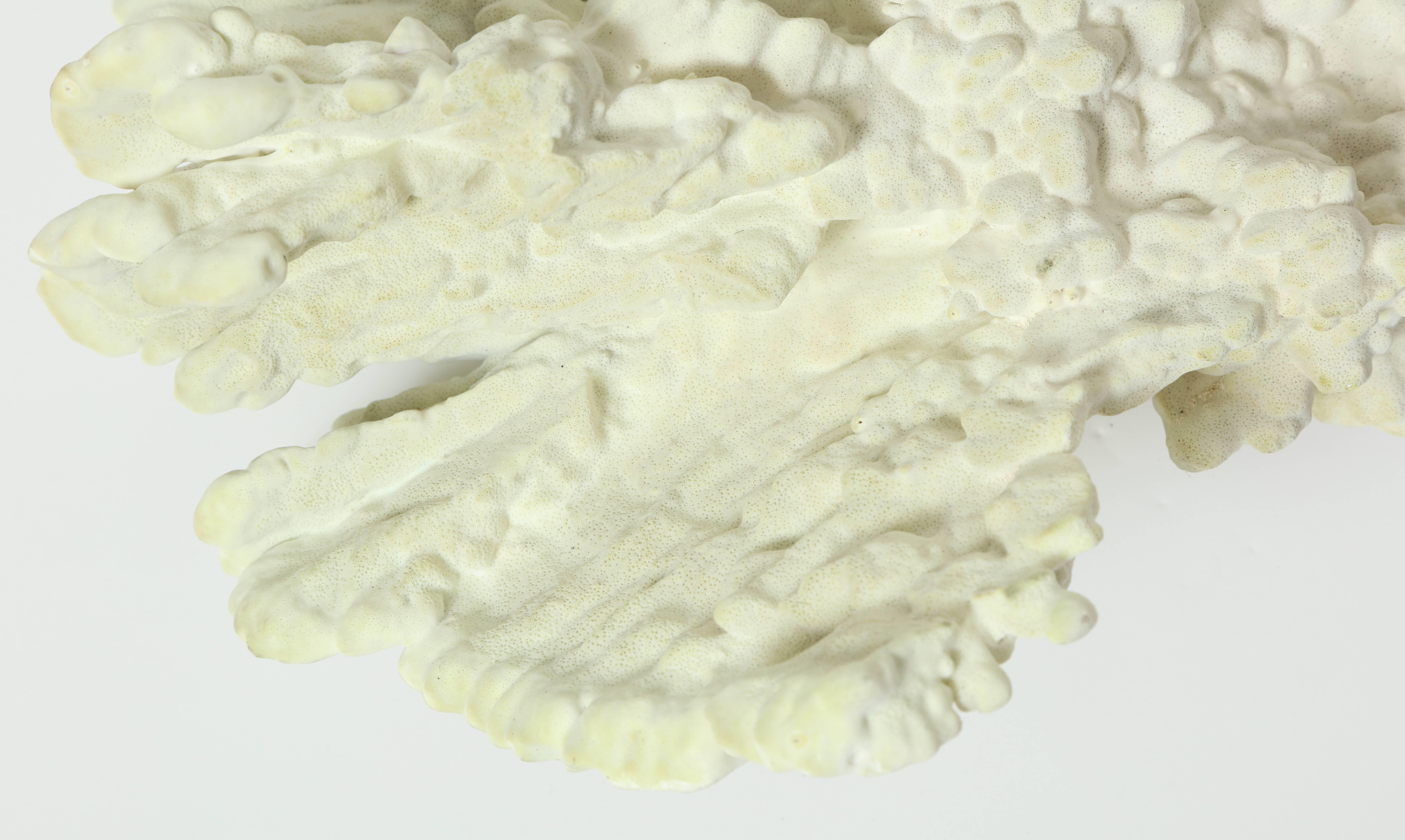 Coral Sculpture, Vintage, Light Green Color, Vintage Medium Size Coral, C 1970 For Sale 1