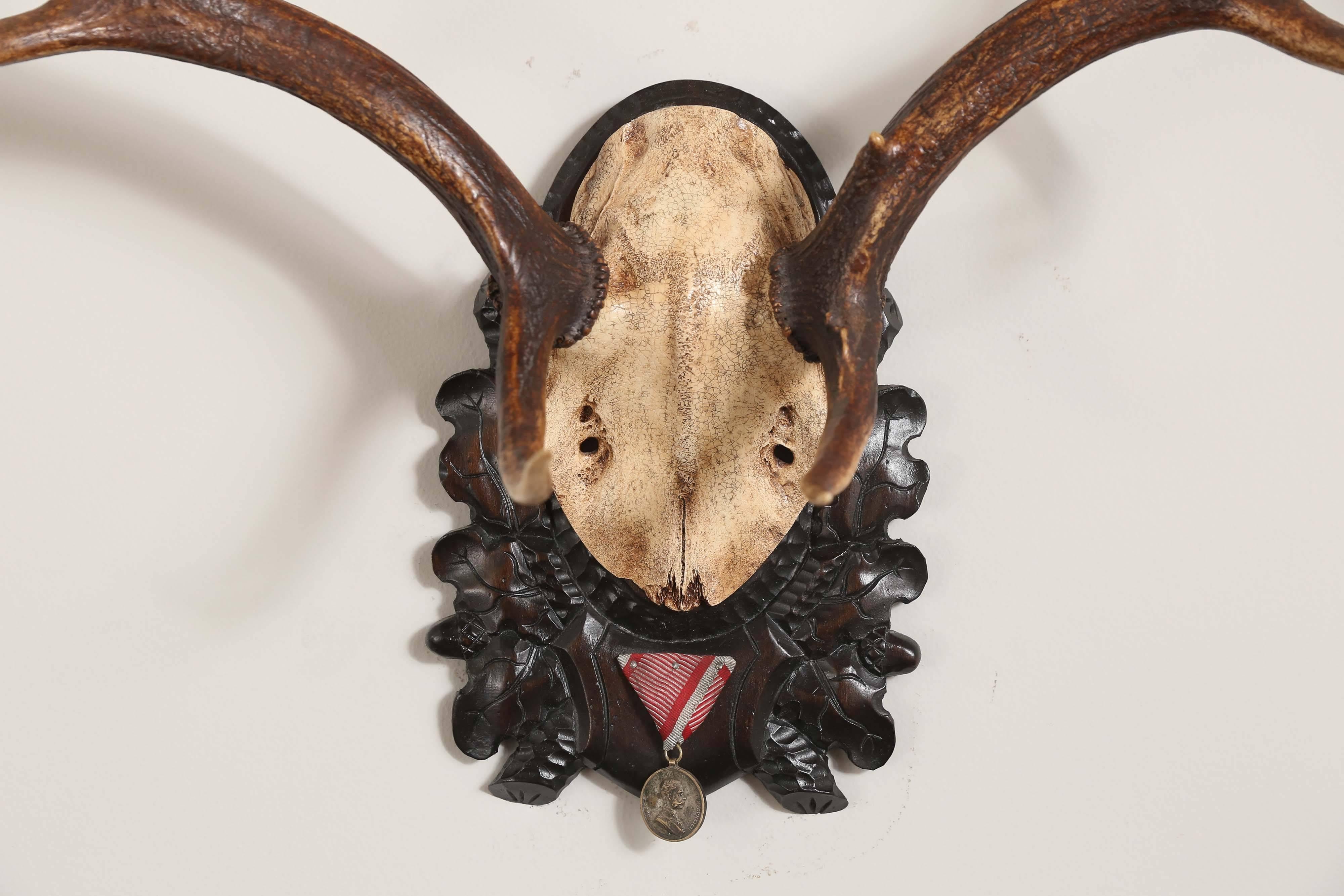 19th century fallow deer trophy from Emperor Franz Joseph's castle at Eckartsau in the Southern Austrian Alps, a favourite hunting schloss of the Habsburg Royal family. This historic hunting trophy features the original black forest carved plaque