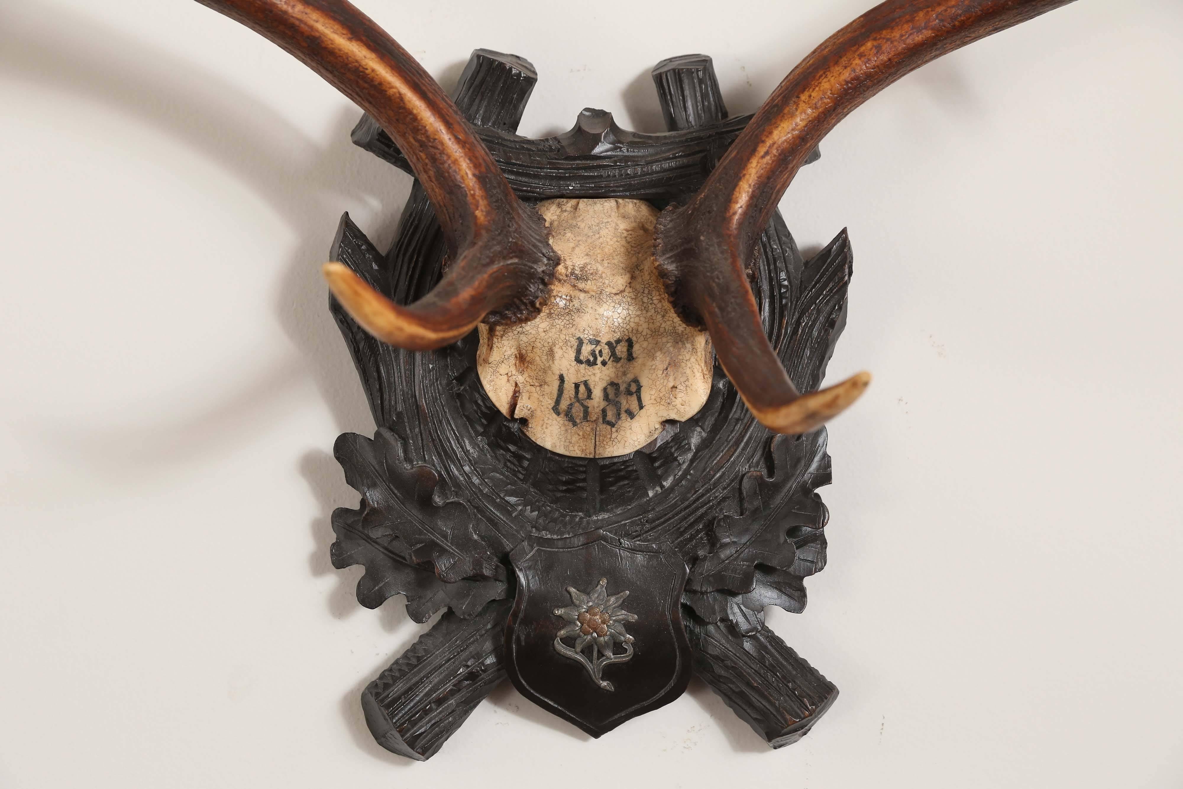 19th century fallow deer trophy from Emperor Franz Joseph's castle at Eckartsau in the Southern Austrian Alps, a favorite hunting schloss of the Habsburg Royal family. This historic hunting trophy features the original Black Forest carved plaque and