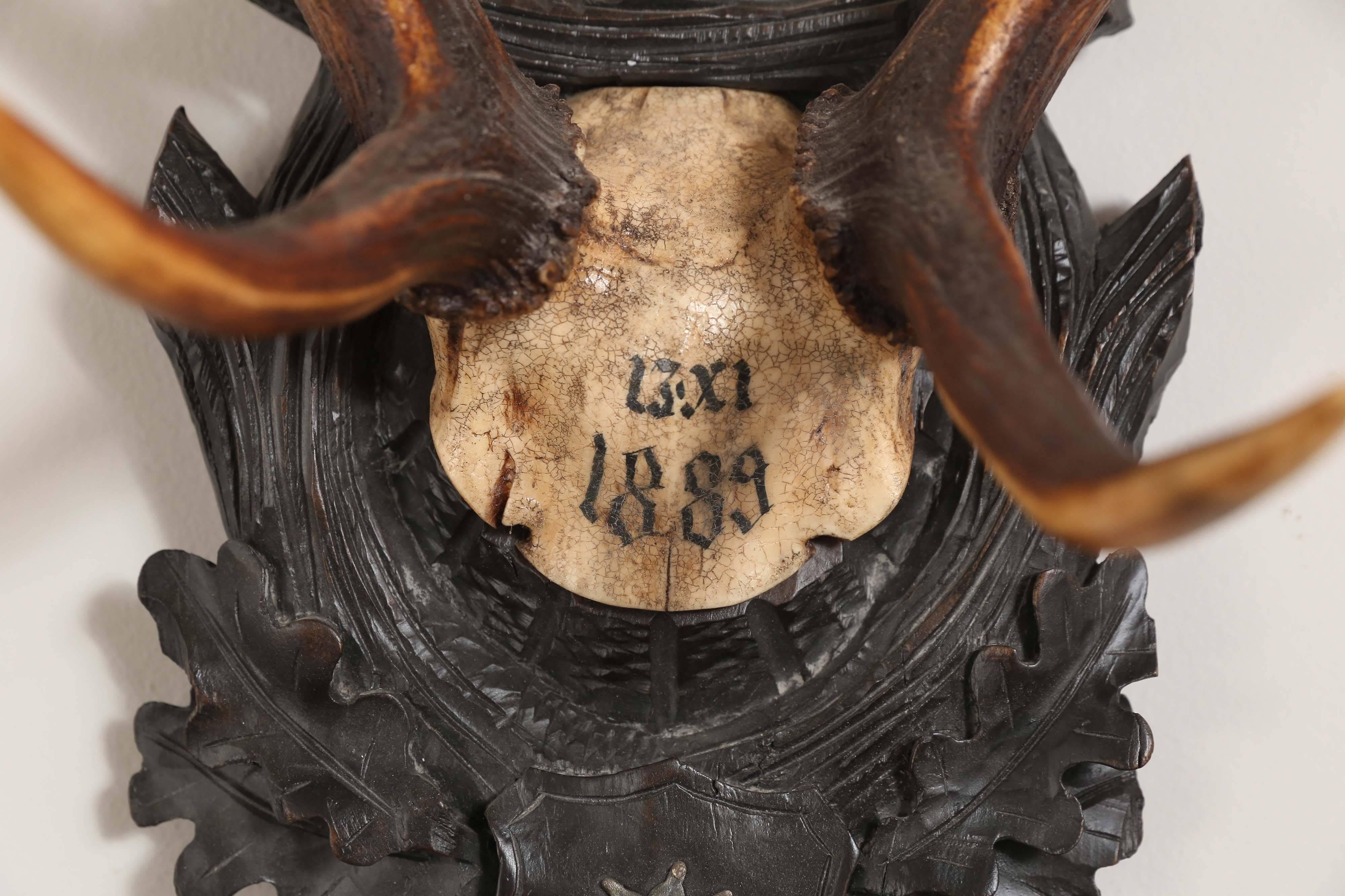 Austrian Habsburg Fallow Deer Trophy on Black Forest Plaque with Veteran's Medal