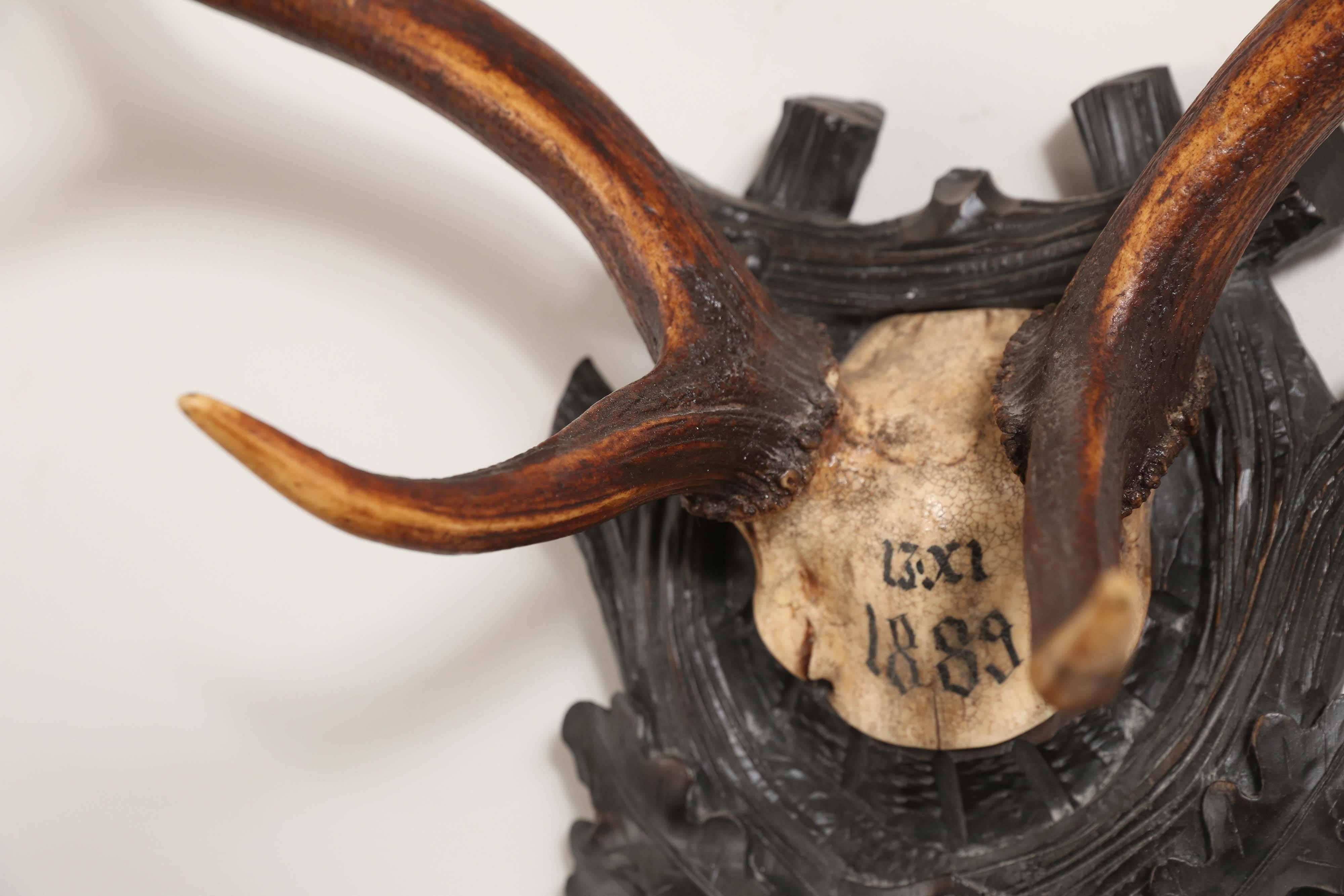 19th Century Habsburg Fallow Deer Trophy on Black Forest Plaque with Veteran's Medal