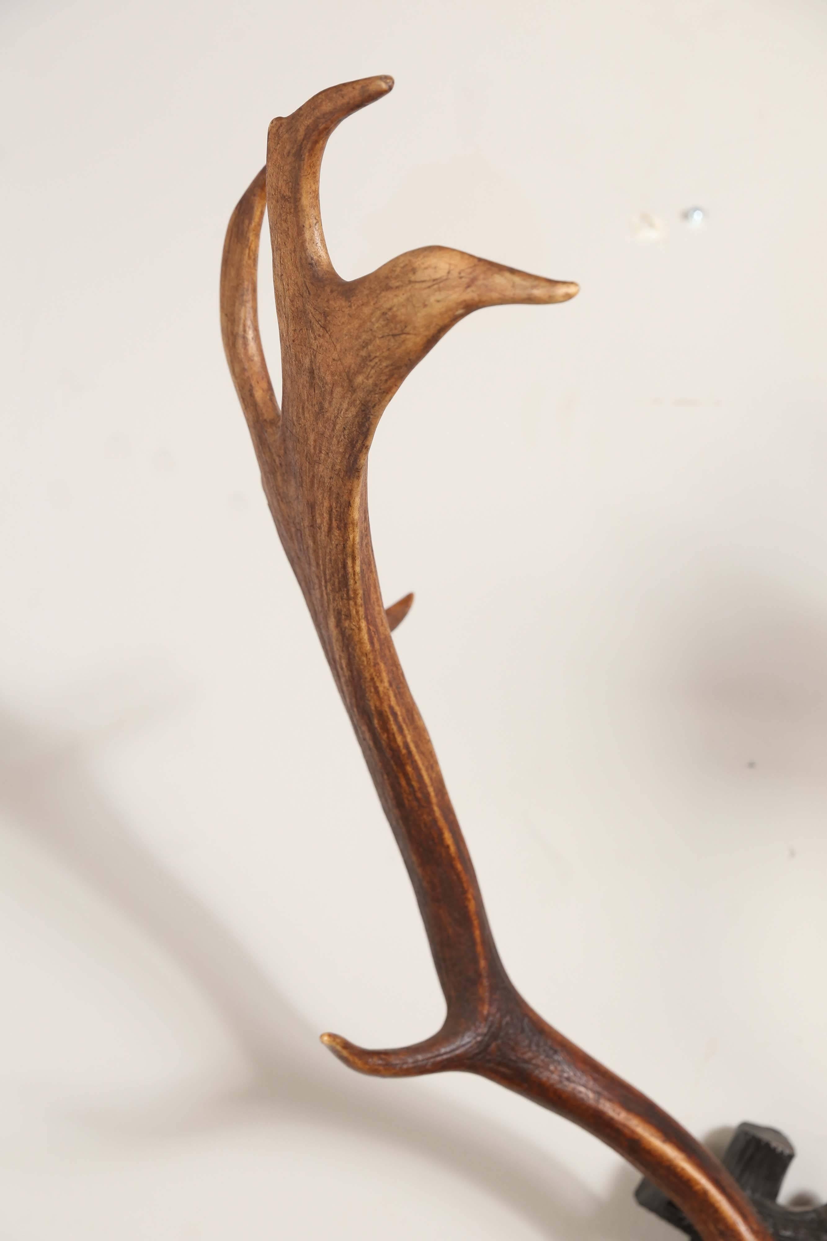 Habsburg Fallow Deer Trophy on Black Forest Plaque with Veteran's Medal 1