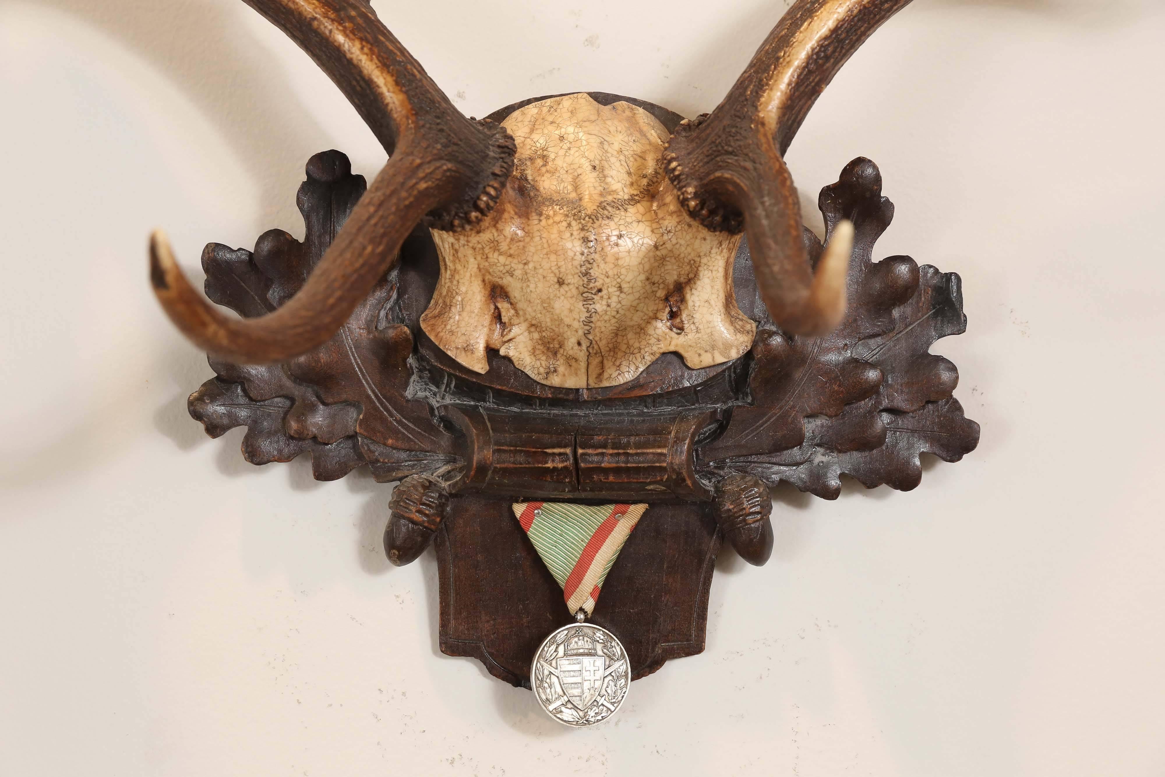 19th century fallow deer trophy from Emperor Franz Joseph's castle at Eckartsau in the Southern Austrian Alps, a favorite hunting schloss of the Habsburg Royal family. This historic hunting trophy features the original Black Forest carved plaque and