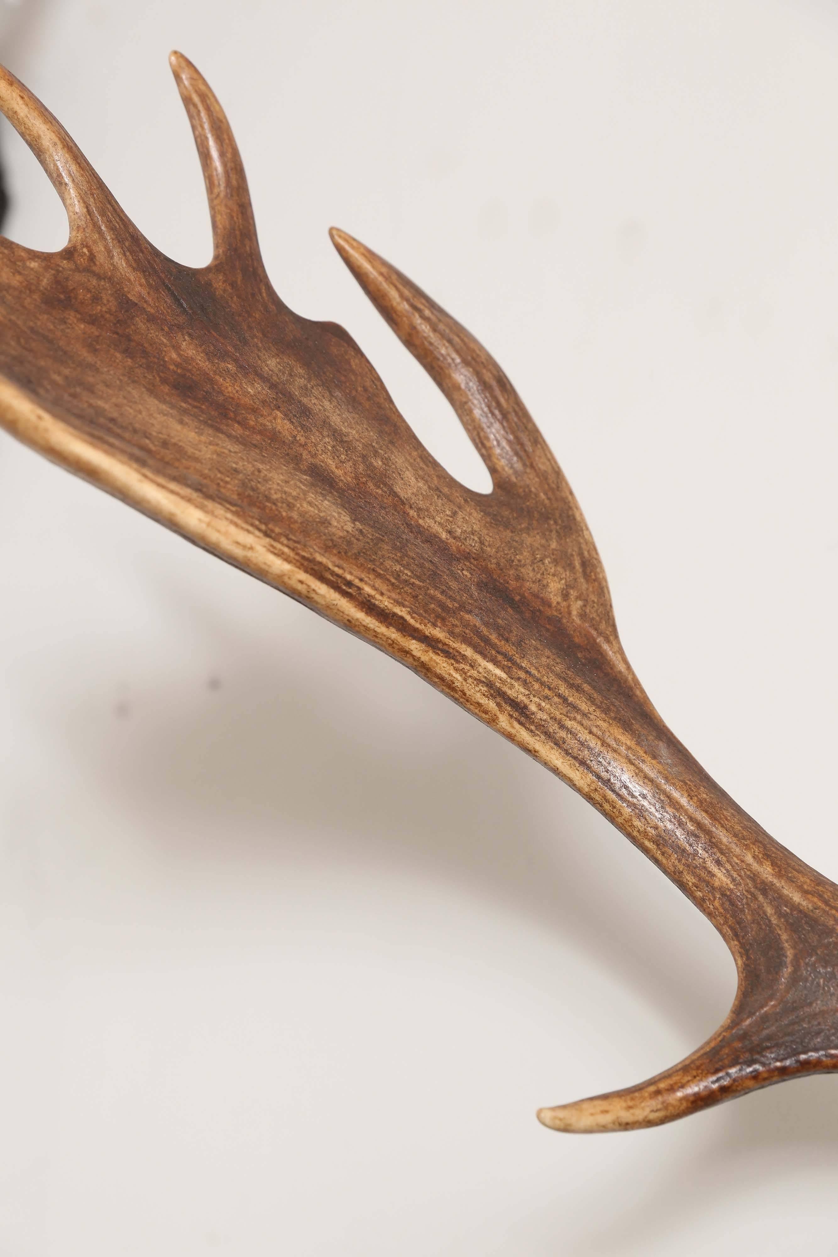 Hand-Carved 19th Century German Fallow Deer Trophy with Original Württemberg Badge