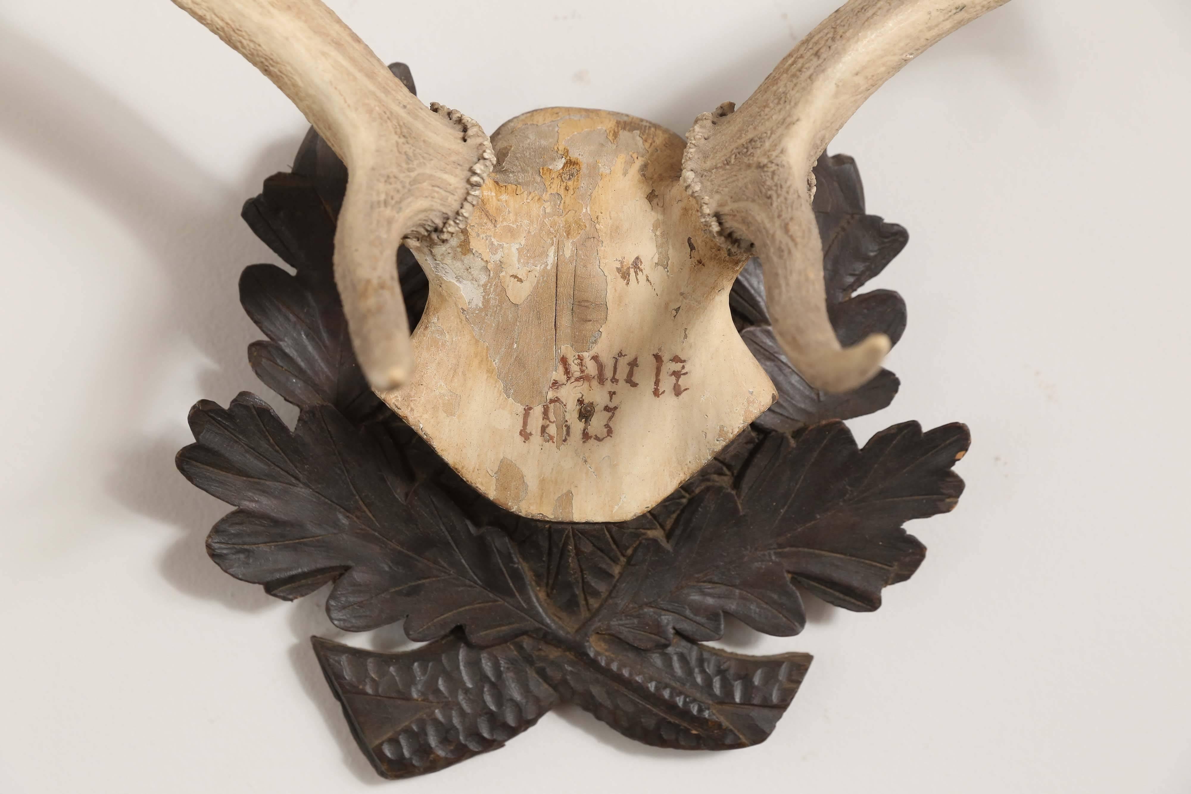 19th century fallow deer trophy from Emperor Franz Joseph's castle at Eckartsau in the Southern Austrian Alps, a favourite hunting schloss of the Habsburg Royal family. This historic hunting trophy features the original Black Forest carved plaque