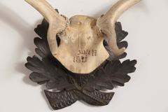 Antique Habsburg Fallow Deer Trophy from Eckartsau Castle with Original Writing