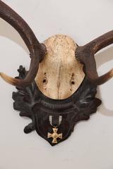 Habsburg Fallow Deer Trophy from Eckartsau Castle with Original Medal