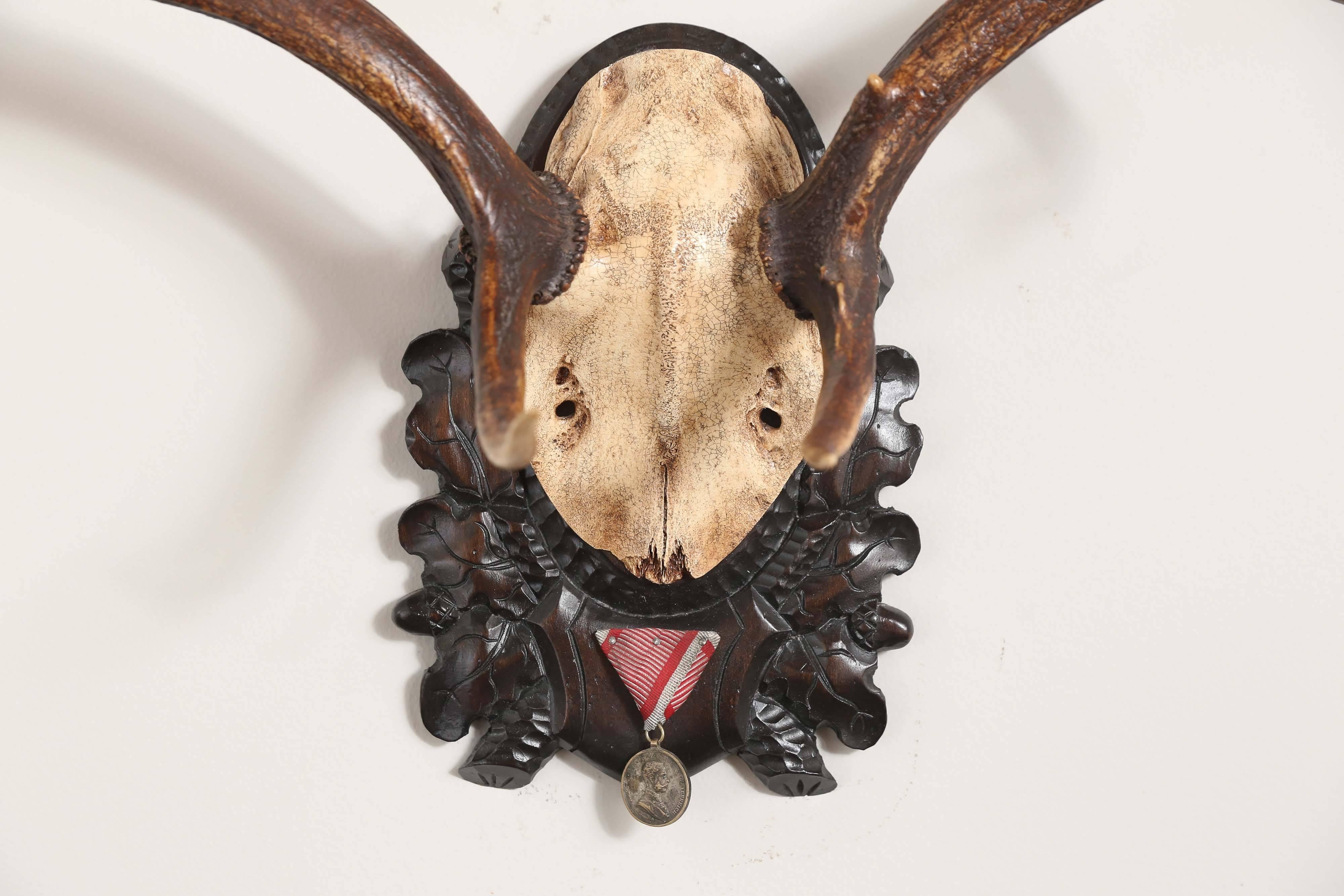 19th century Fallow Deer trophy from Emperor Franz Joseph's castle at Eckartsau in the Southern Austrian Alps, a favorite hunting schloss of the Habsburg Royal family. This historic hunting trophy features the original Black Forest carved plaque and