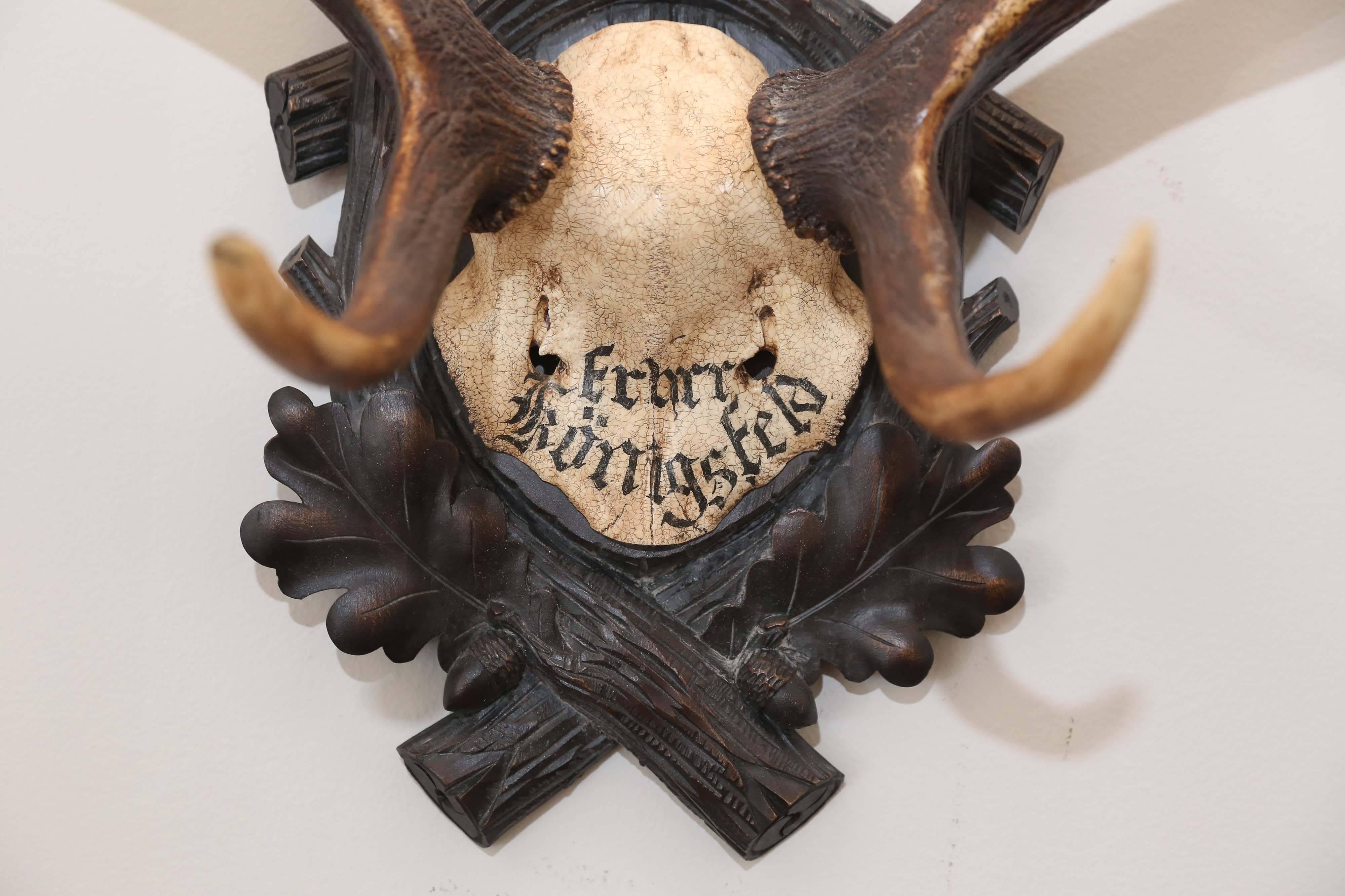 19th century fallow deer trophy from Emperor Franz Josef's castle at Eckartsau in the Southern Austrian Alps, a favorite hunting schloss of the Habsburg Royal family. This historic hunting trophy features the original Black Forest carved plaque and