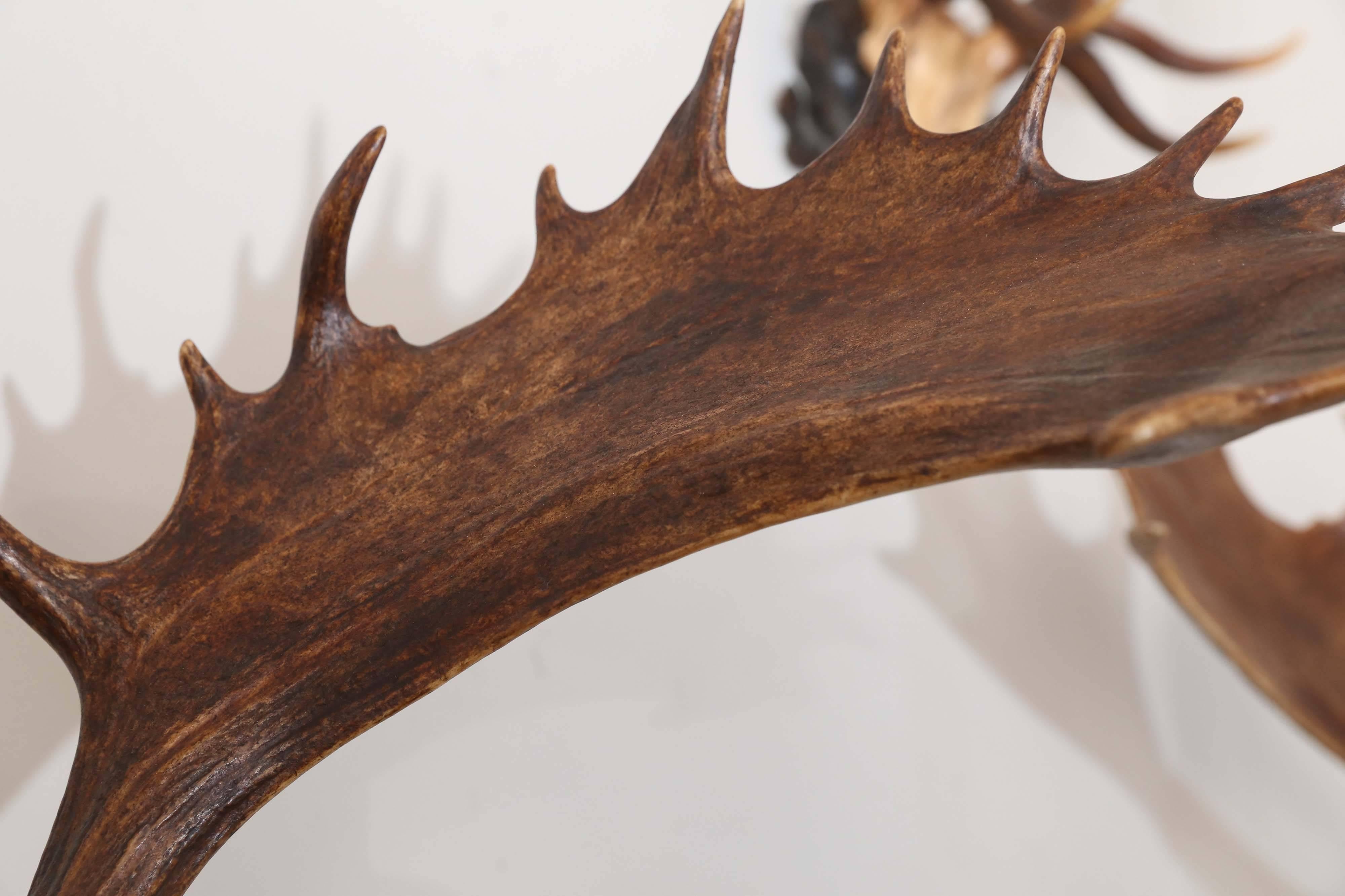 Antler 19th Century Habsburg Gilt Hunt Trophy with Original Hunt Horn