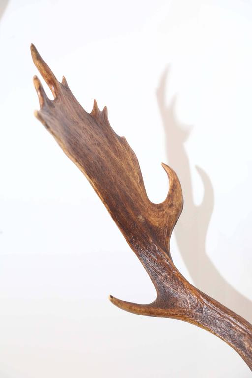 19th c. Habsburg Fallow Deer Trophy on Black Forest Plaque with Veterans Medal at 1stDibs