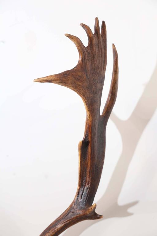 19th c. Habsburg Fallow Deer Trophy on Black Forest Plaque with Veterans Medal at 1stDibs