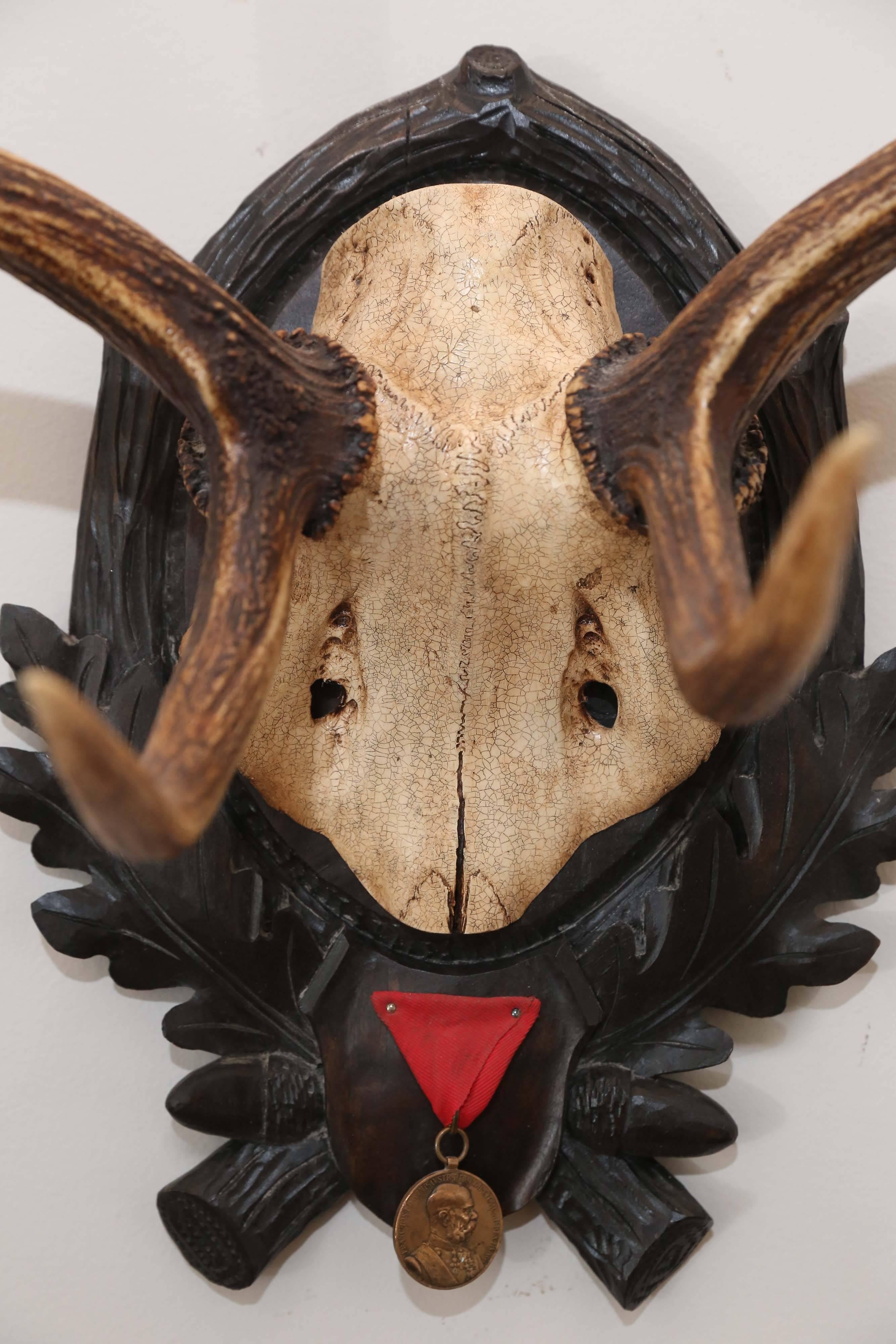 19th century fallow deer trophy from Emperor Franz Josef's castle at Eckartsau in the Southern Austrian Alps, a favorite hunting schloss of the Habsburg Royal family. This historic hunting trophy features the original black forest carved plaque and