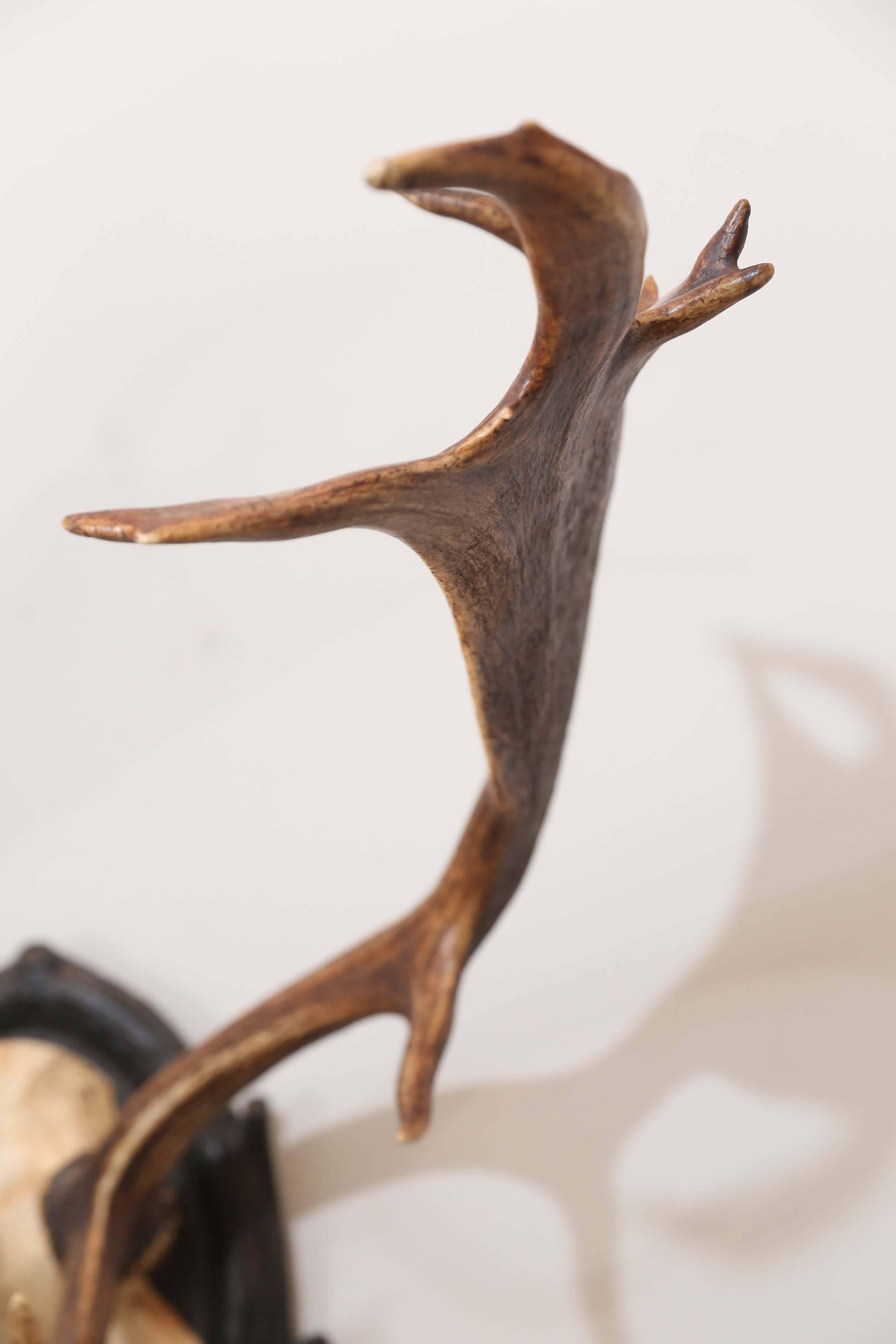 19th Century Habsburg Fallow Deer Trophy from Eckartsau Castle, Austria 1