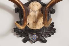"Kaiser and King" Fallow Deer Trophy of Emperor Franz Joseph with Medal
