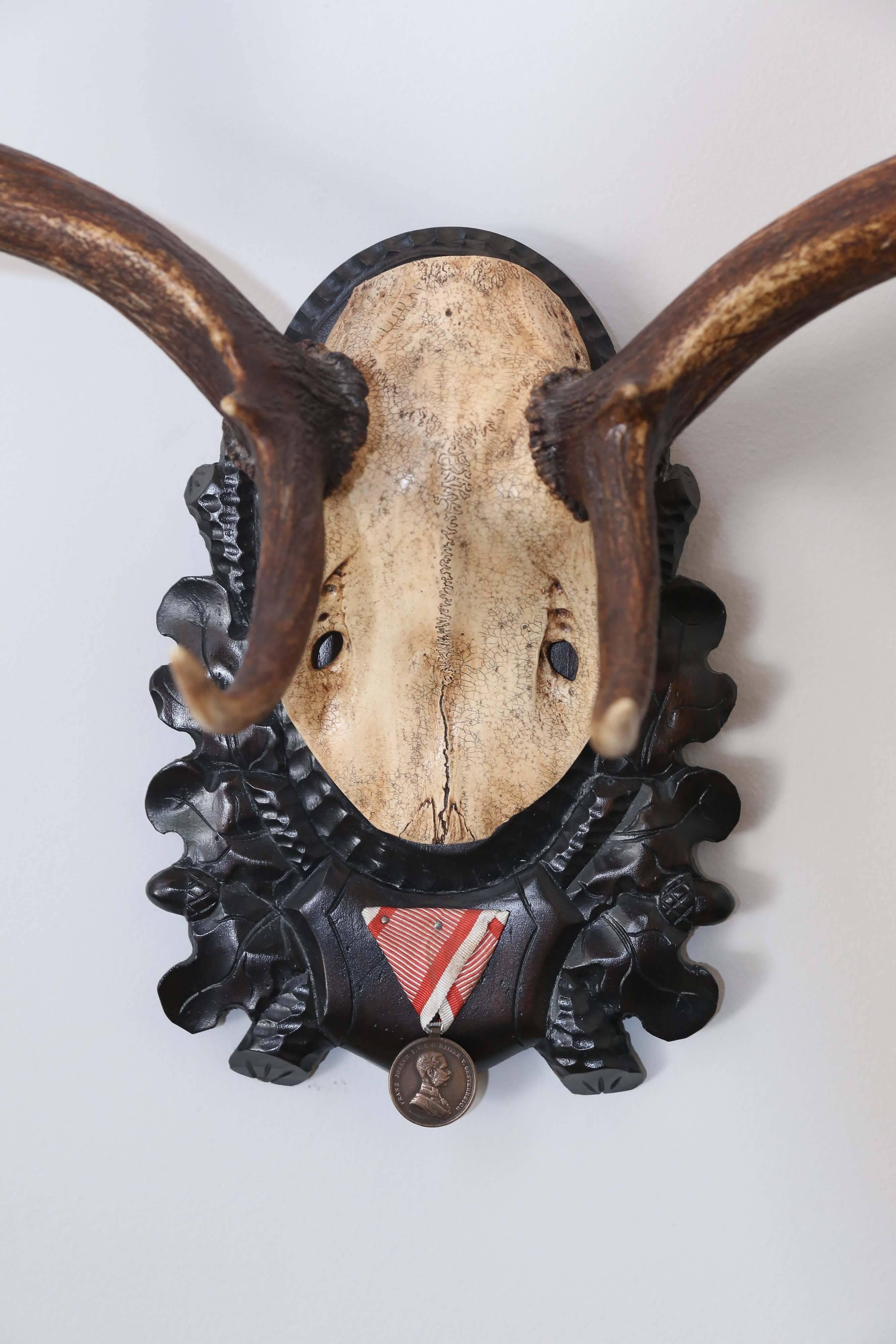 19th century fallow deer trophy with original medal from Emperor Franz Josef's castle at Eckartsau in the Southern Austrian Alps, a favourite hunting schloss of the Habsburg Royal family. This historic hunting trophy features the original black