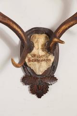 Habsburg Fallow Deer Trophy of the Baron Kaufmann from Eckartsau Castle