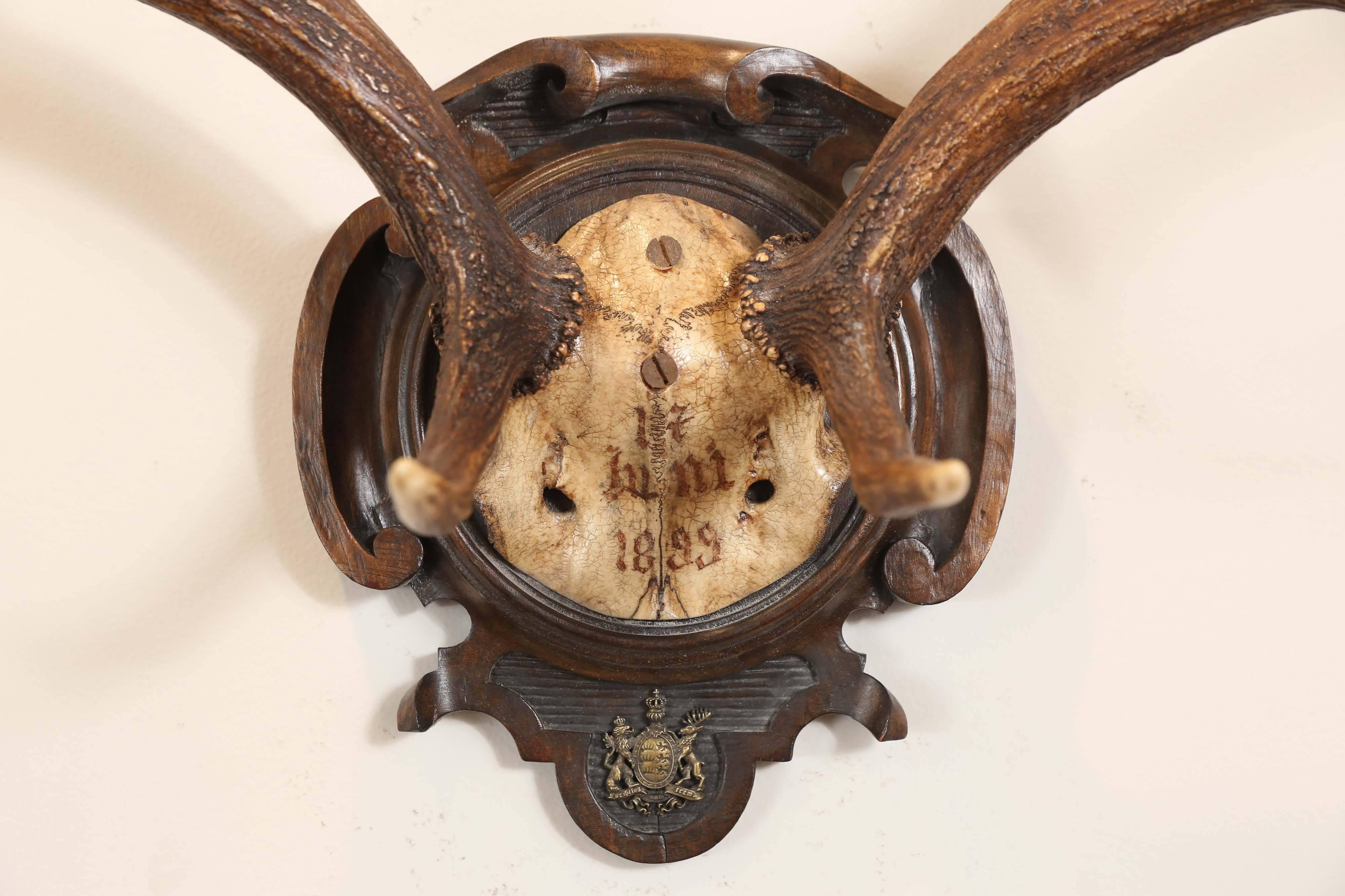 19th century fallow deer trophy from Emperor Franz Joseph's castle at Eckartsau in the Southern Austrian Alps, a favourite hunting schloss of the Habsburg Royal family. This historic hunting trophy features the original black forest carved plaque