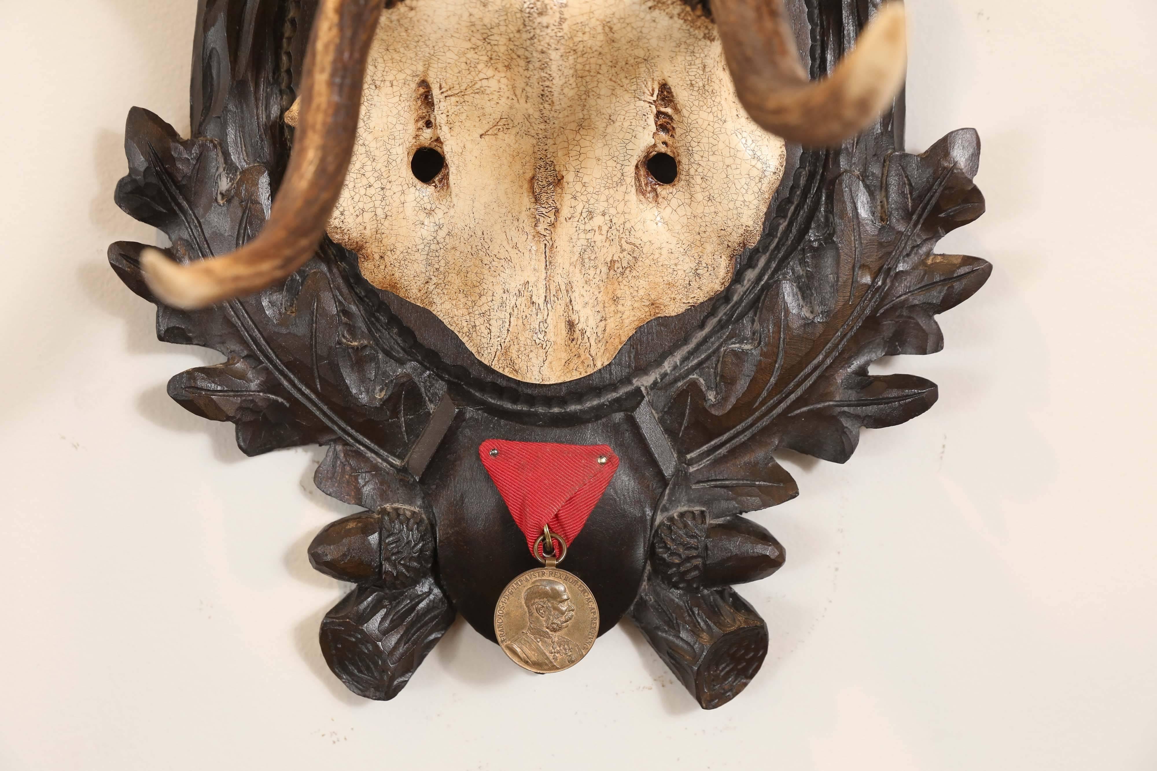 19th century fallow deer trophy from Emperor Franz Josef's castle at Eckartsau in the Southern Austrian Alps, a favourite hunting schloss of the Habsburg Royal family. This historic hunting trophy features the original black forest carved plaque and