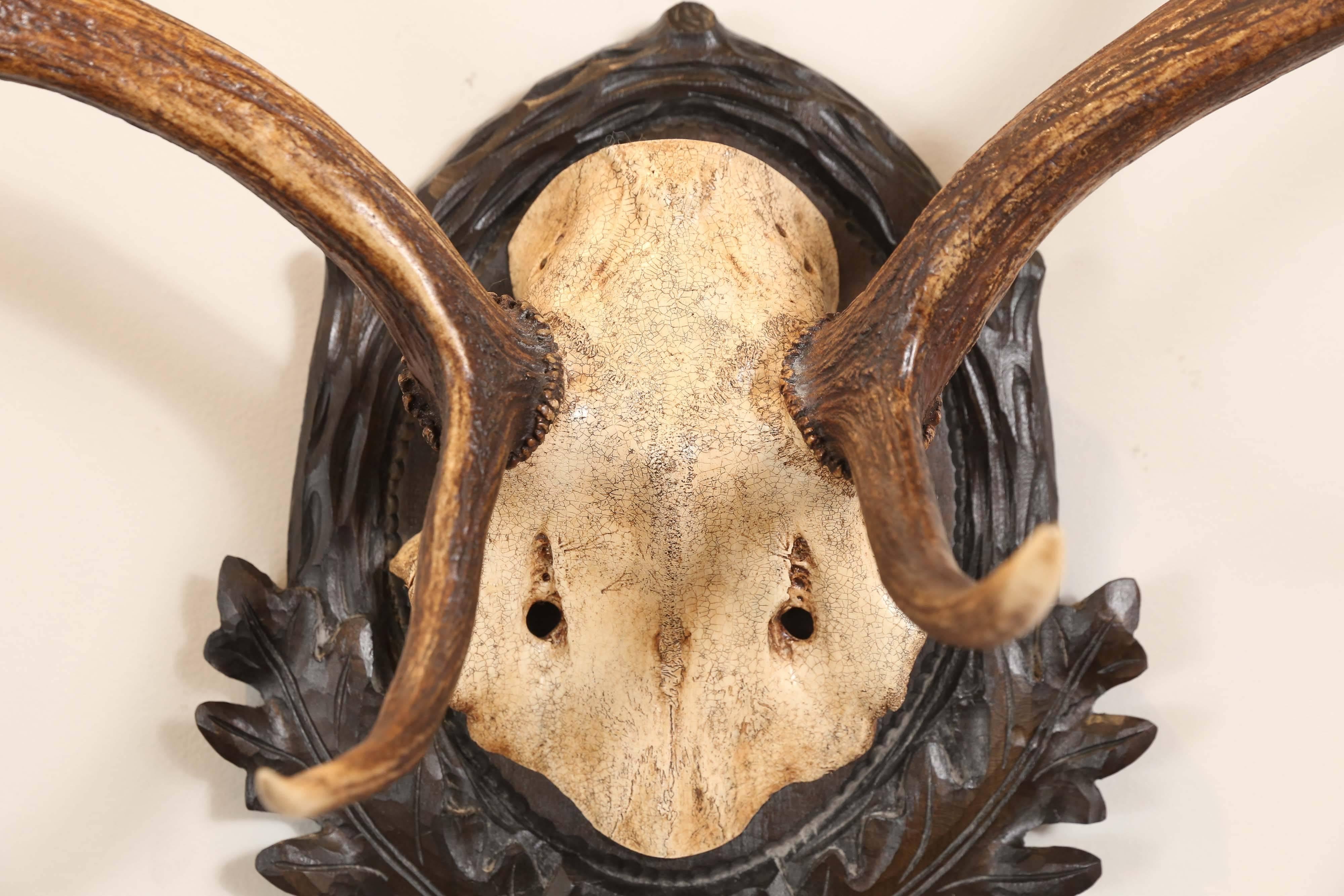 19th Century Habsburg Fallow Deer Trophy from Eckartsau Castle In Excellent Condition In Houston, TX