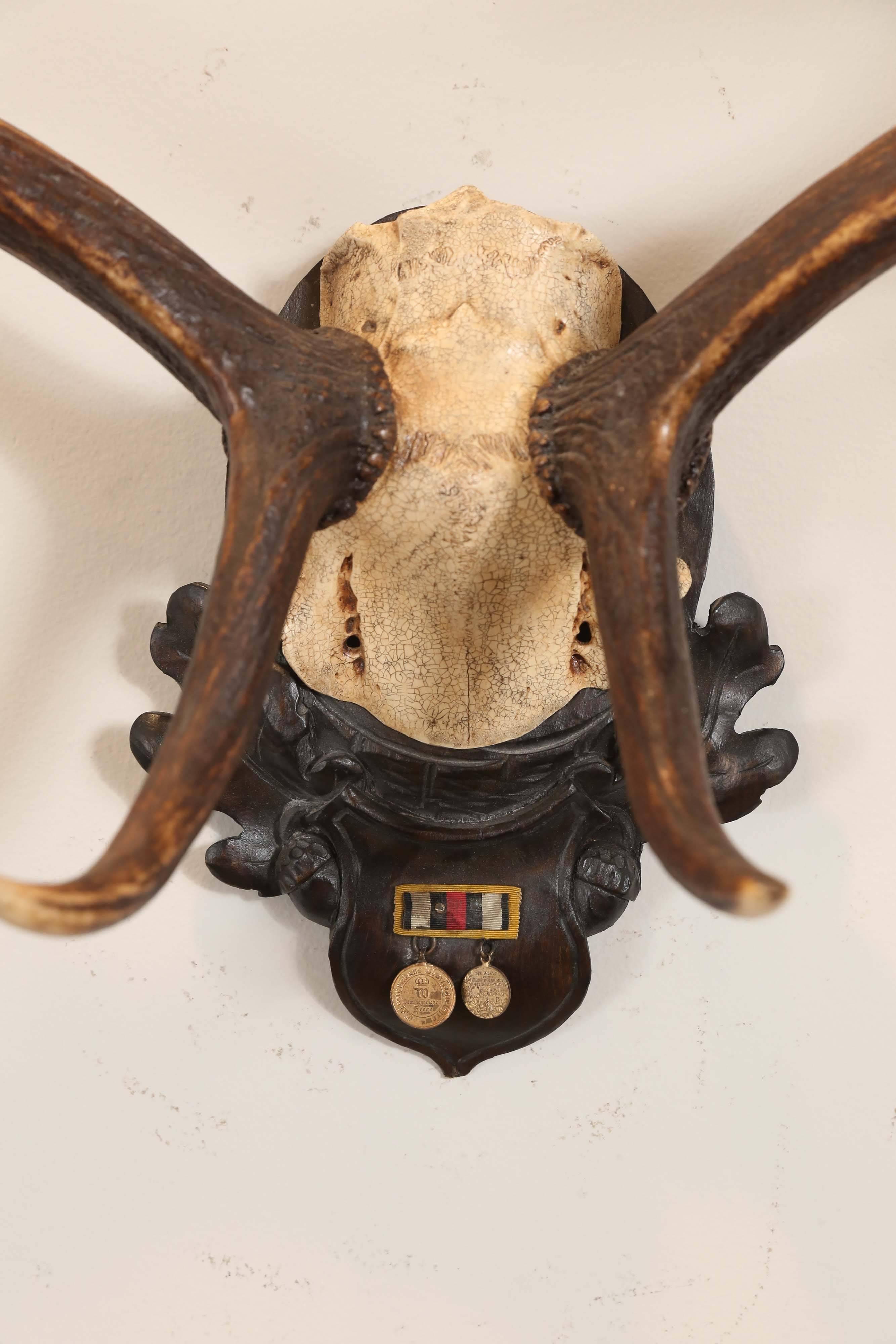 19th century Fallow Deer trophy from Emperor Franz Josef's castle at Eckartsau in the Southern Austrian Alps, a favorite hunting schloss of the Habsburg Royal family. This historic hunting trophy features the original Black Forest carved plaque and