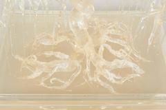 Sculptural Bonsai Tree