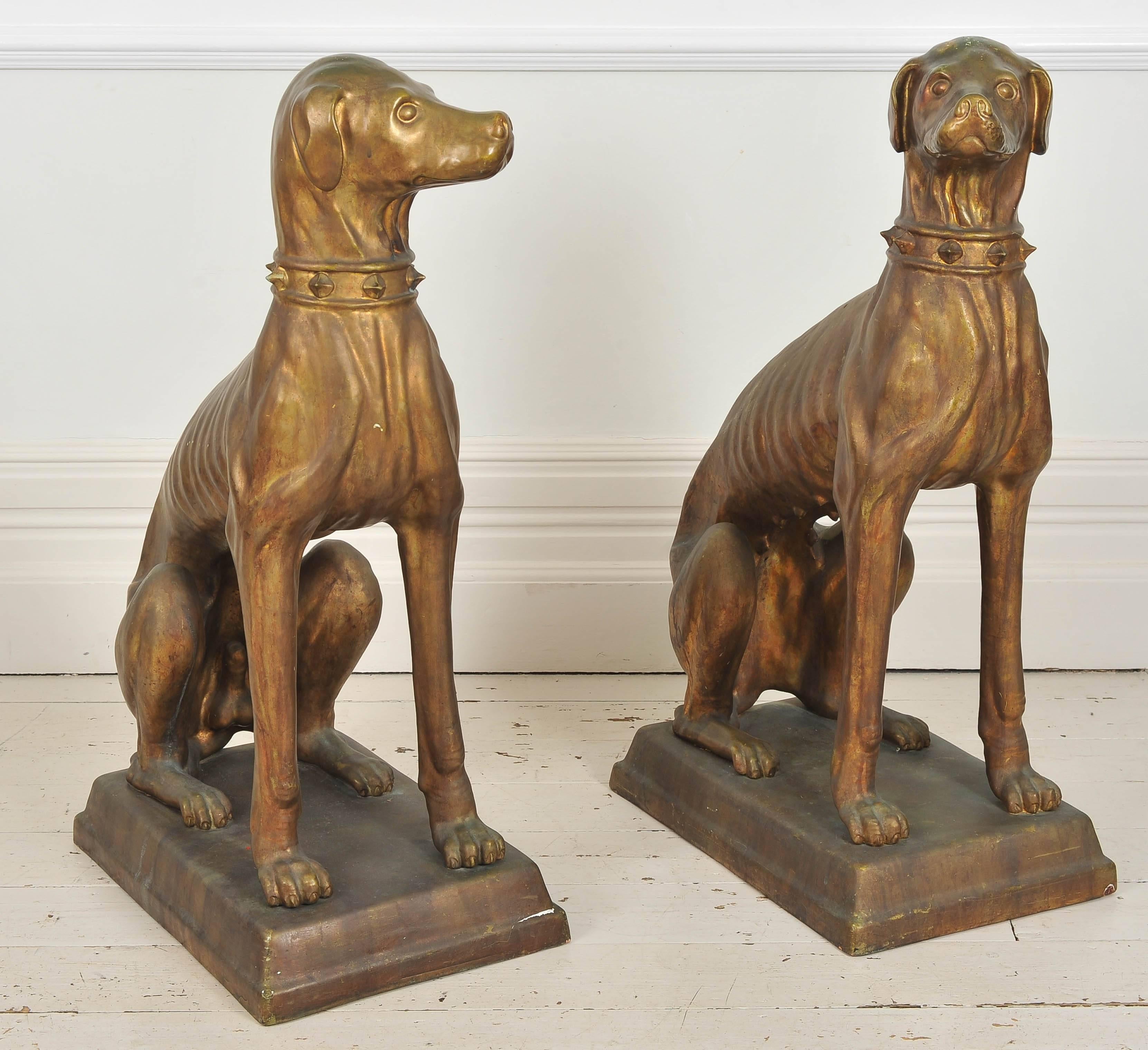This very grand pair of Italian male and female terracotta dogs is unlike anything we've seen before. They are glazed with a wonderful golden bronze colour which gives them a luminous quality. The stature and scale of these dogs together with the
