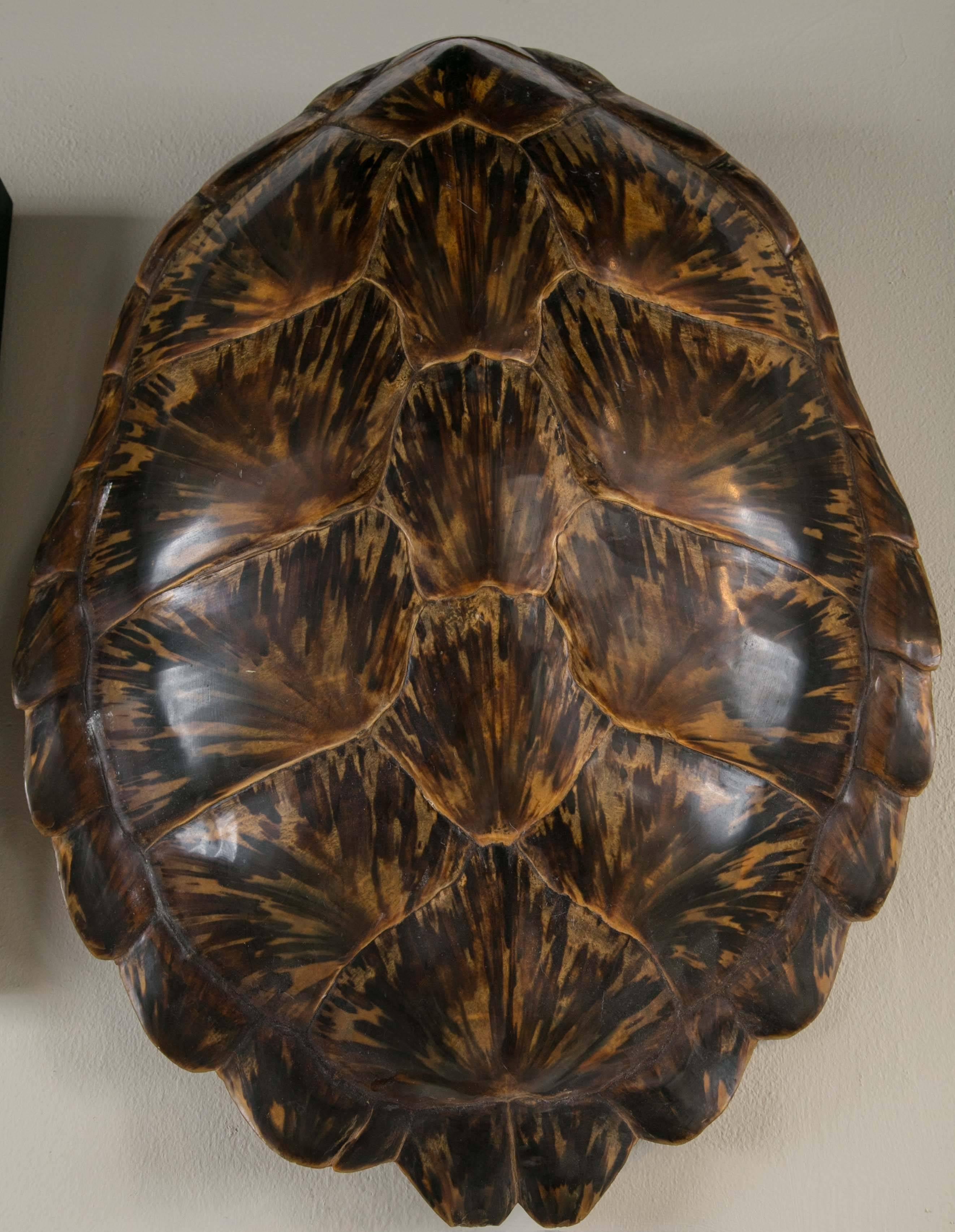 19th century tortoise shell wall mountable.