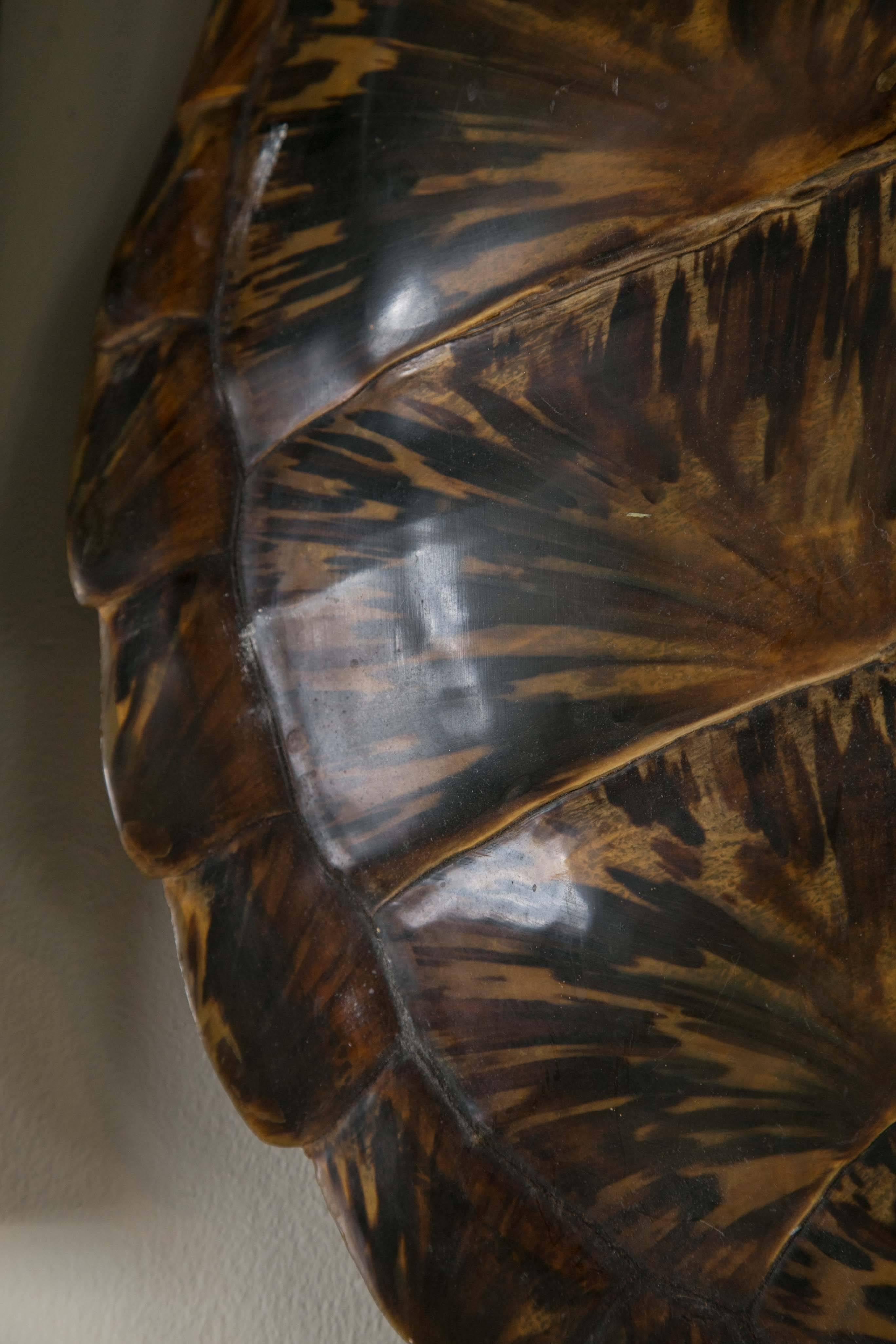 19th Century Tortoise Shell Large In Good Condition In Stamford, CT