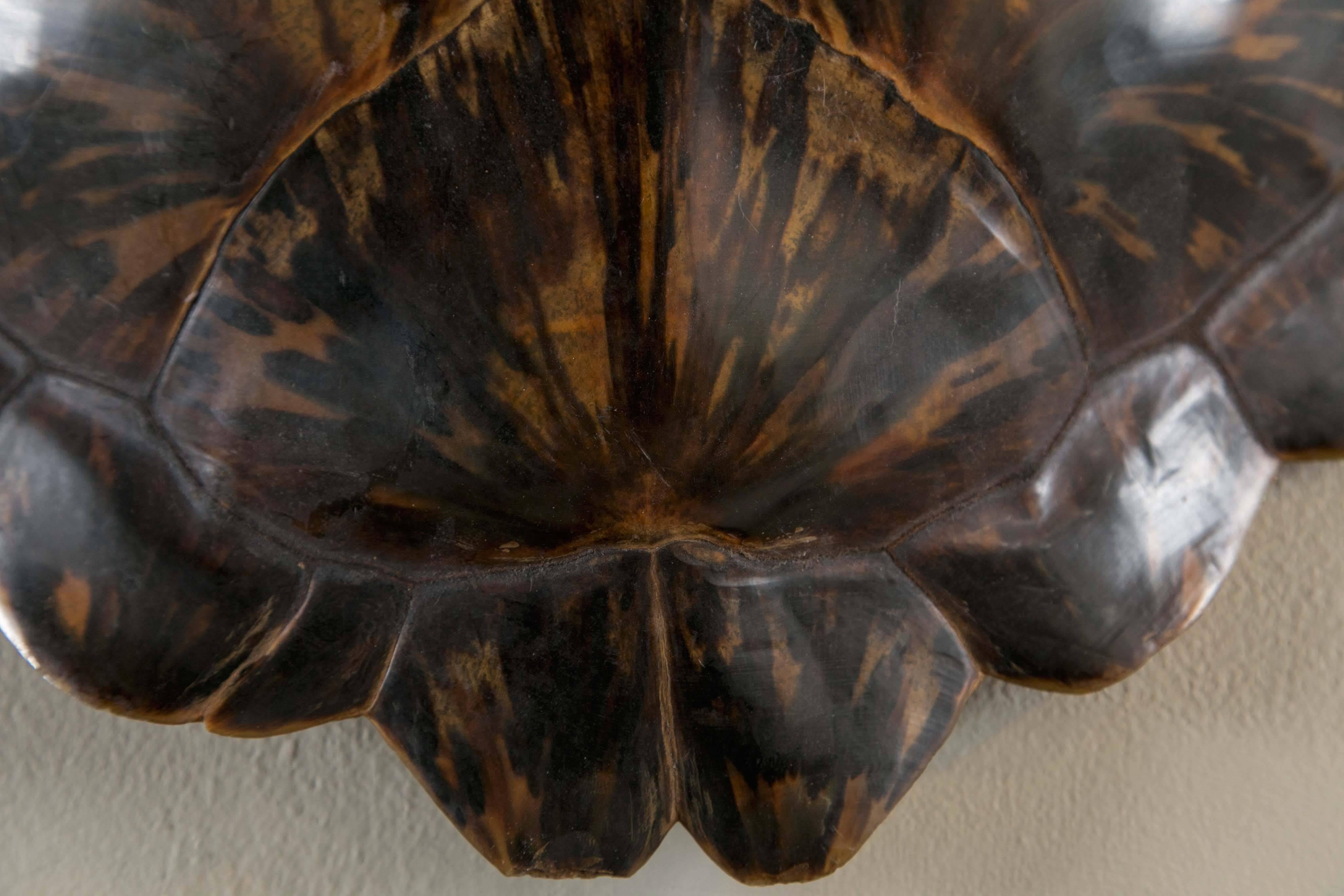 19th Century Tortoise Shell Large 1