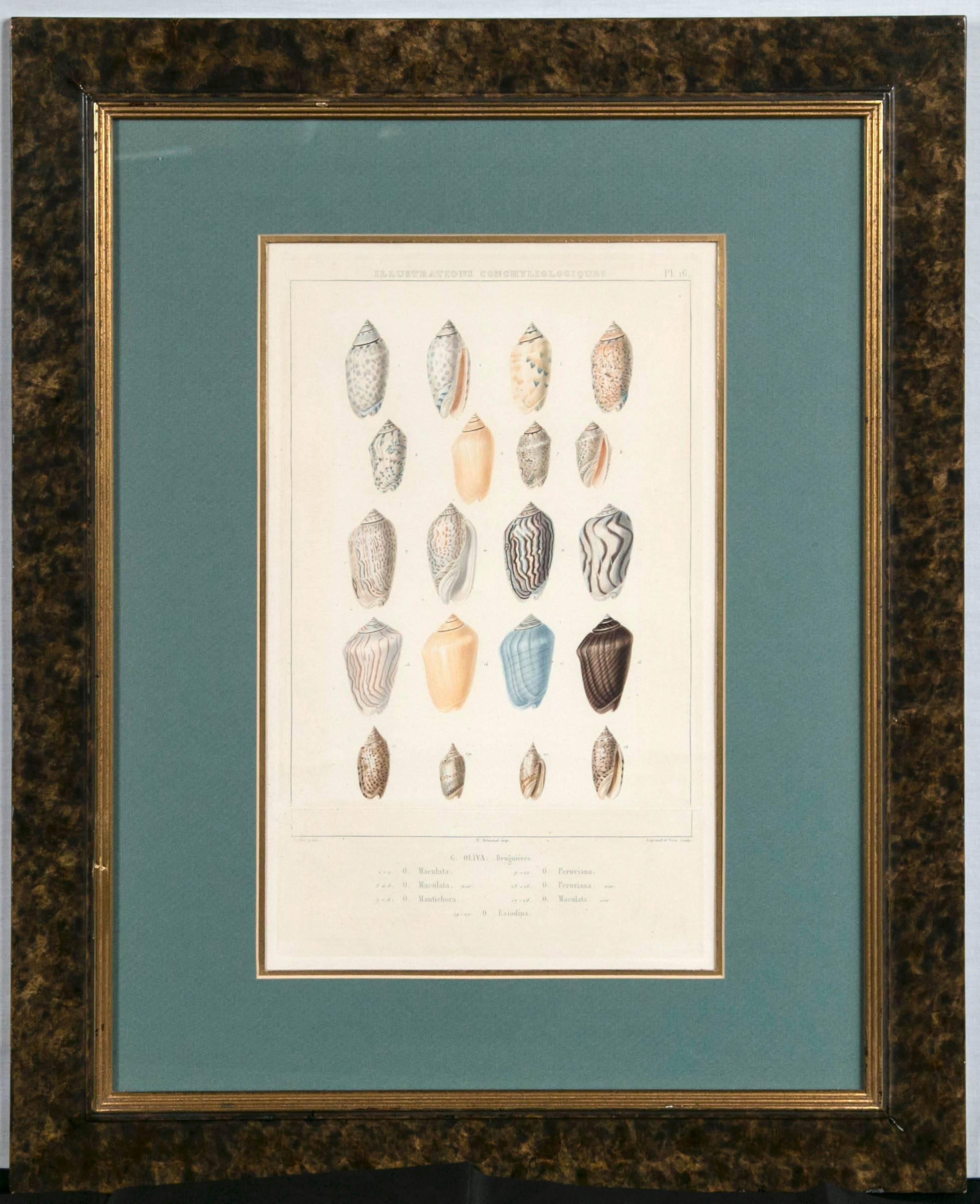 Pair of framed hand-colored Engravings of Sea Shell, France, circa 1850. These prints are from the major 19th century reference work on shells, Illustrations Conchyliologiques by Jean-Charles Chenu. The prints are finely detailed and retain original