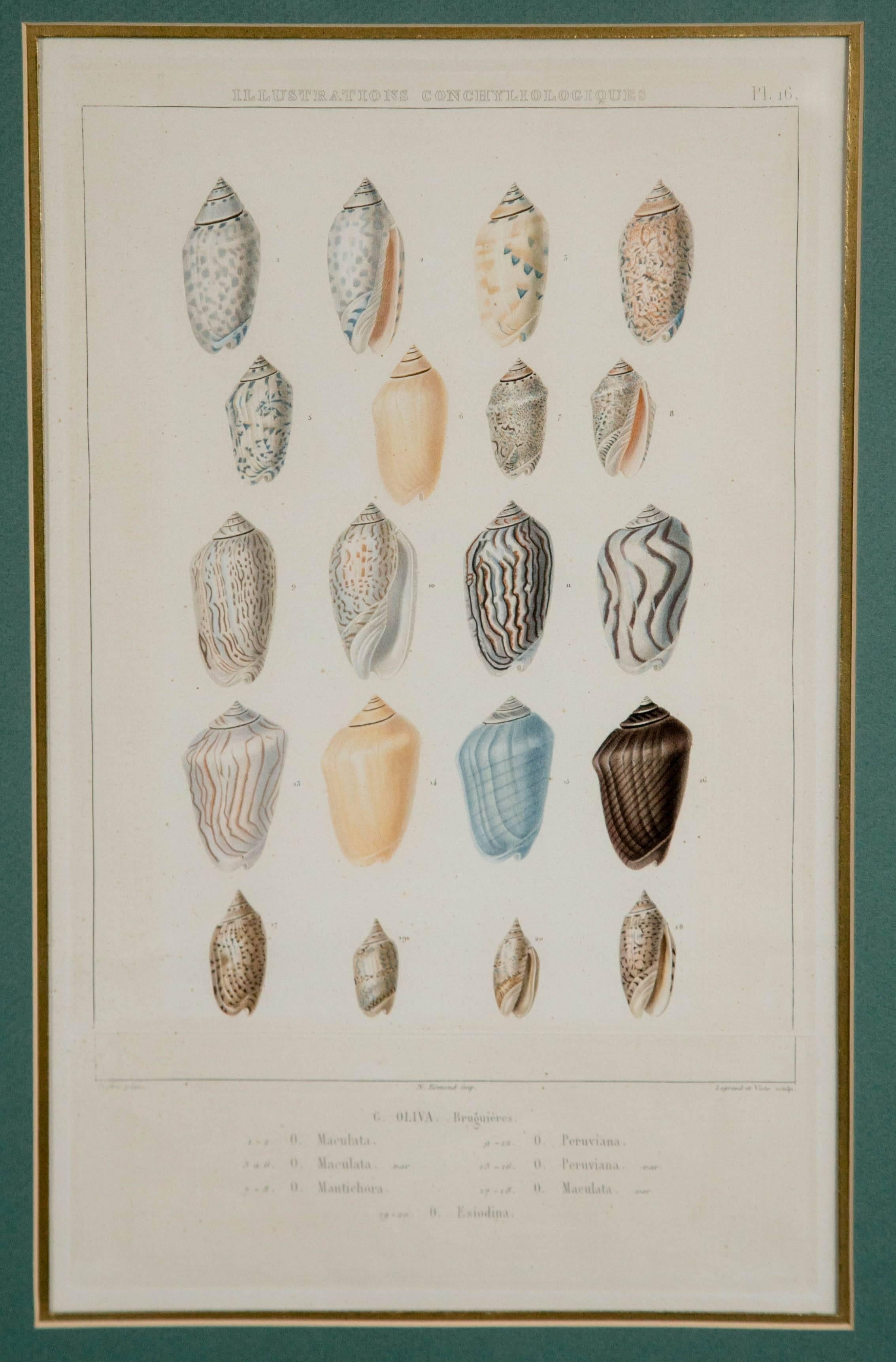 French Pair Framed Hand-Colored Engravings of Sea Shells, France, circa 1850
