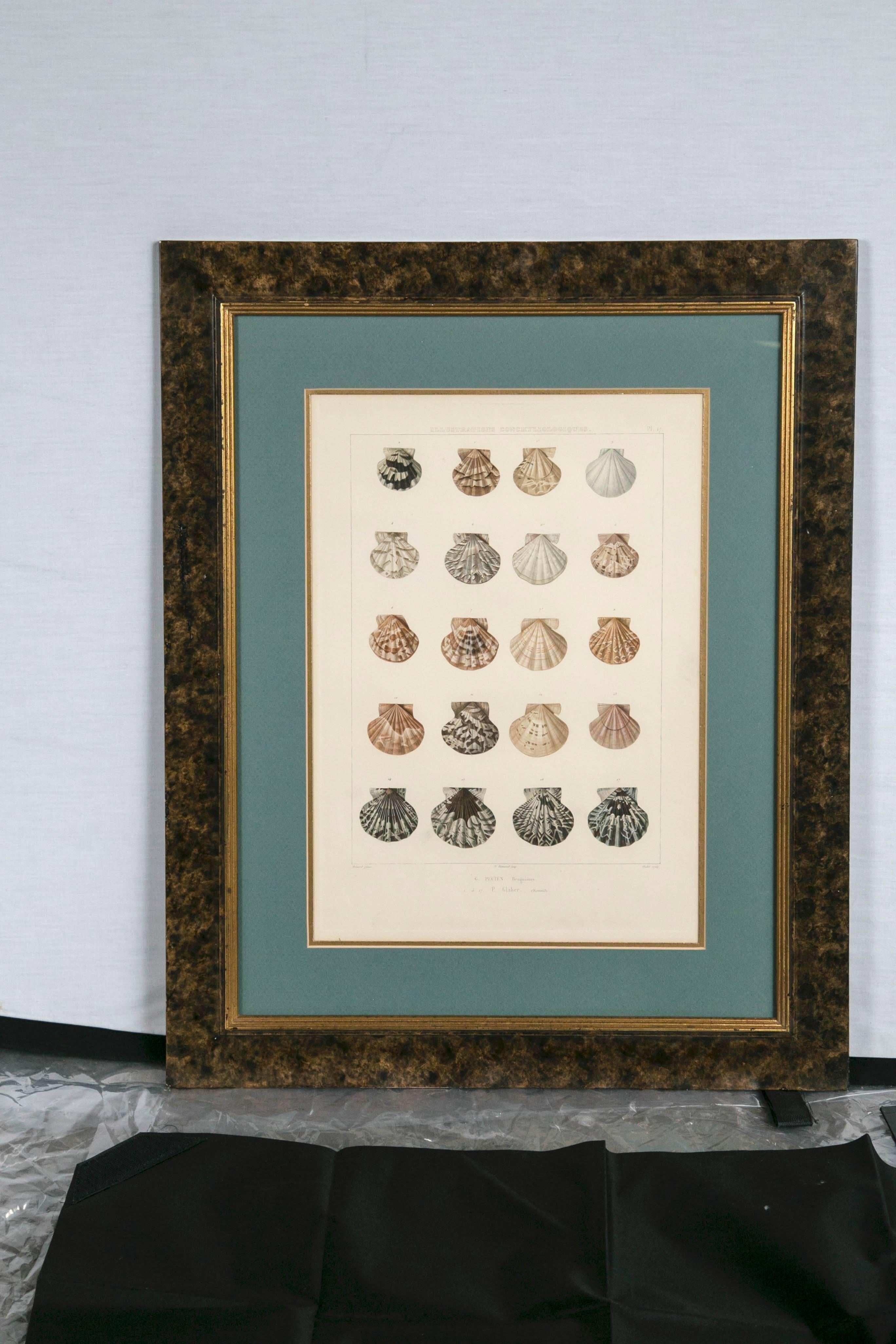 Pair Framed Hand-Colored Engravings of Sea Shells, France, circa 1850 In Good Condition In Chappaqua, NY