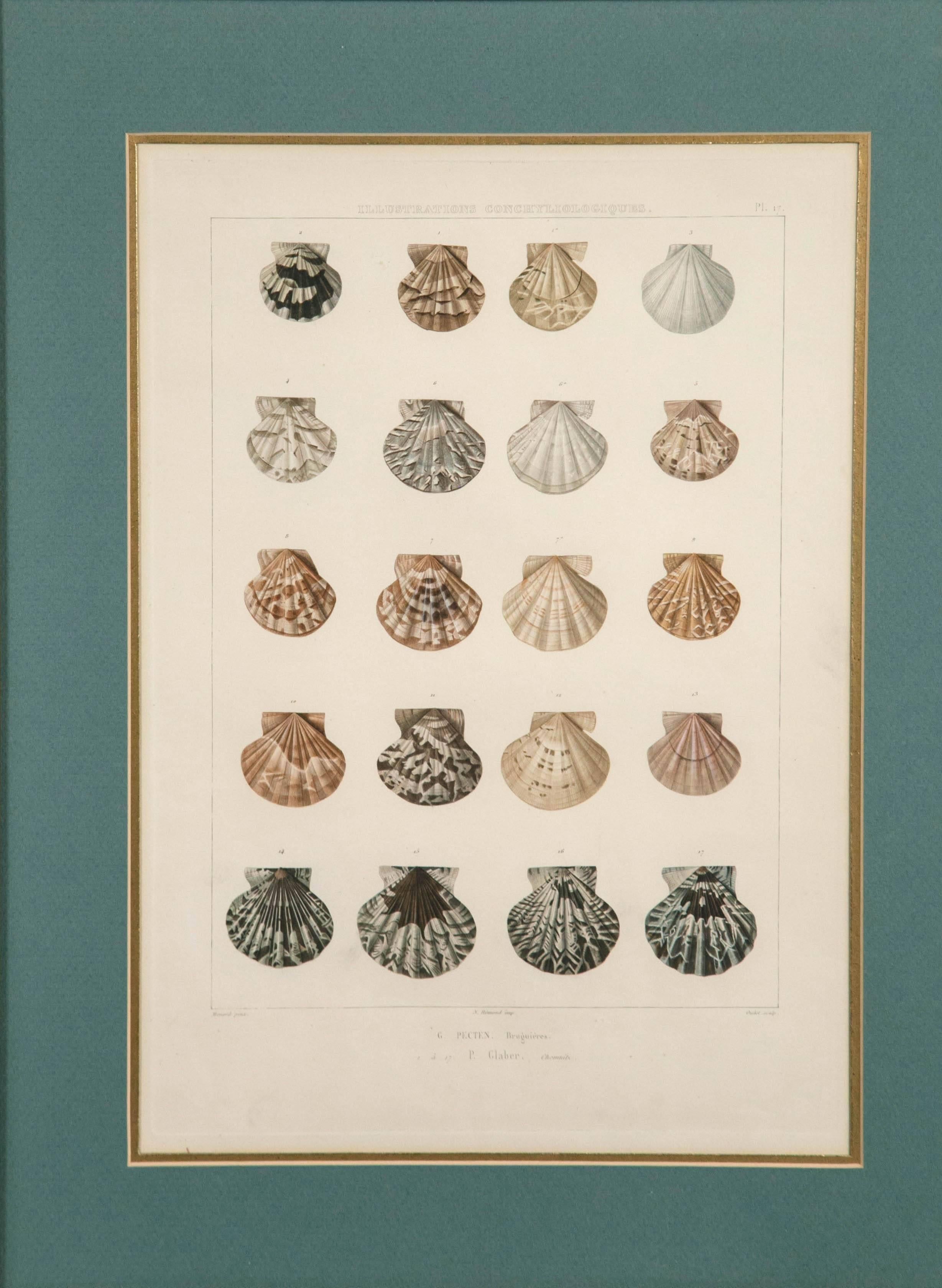 19th Century Pair Framed Hand-Colored Engravings of Sea Shells, France, circa 1850