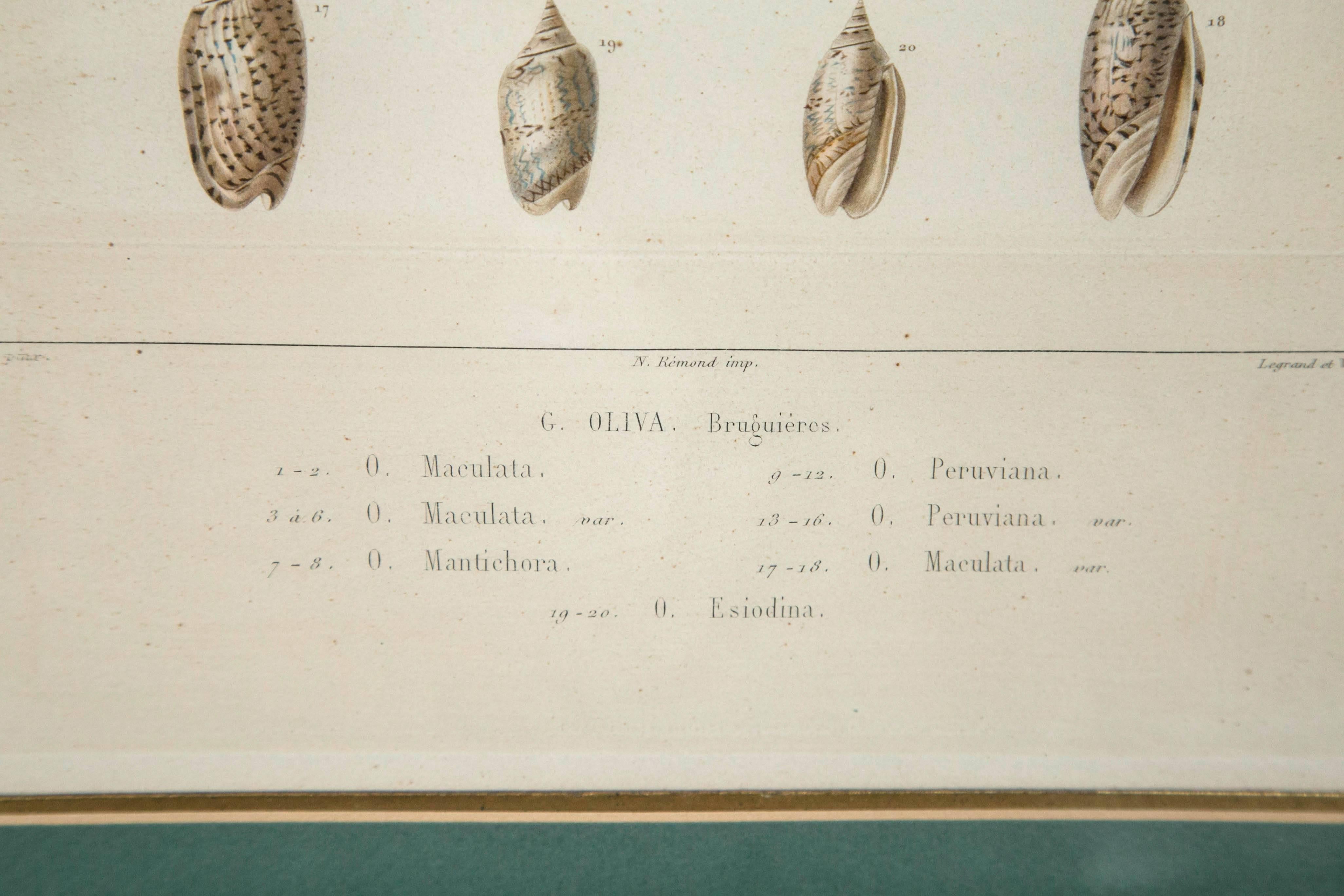 Pair Framed Hand-Colored Engravings of Sea Shells, France, circa 1850 2