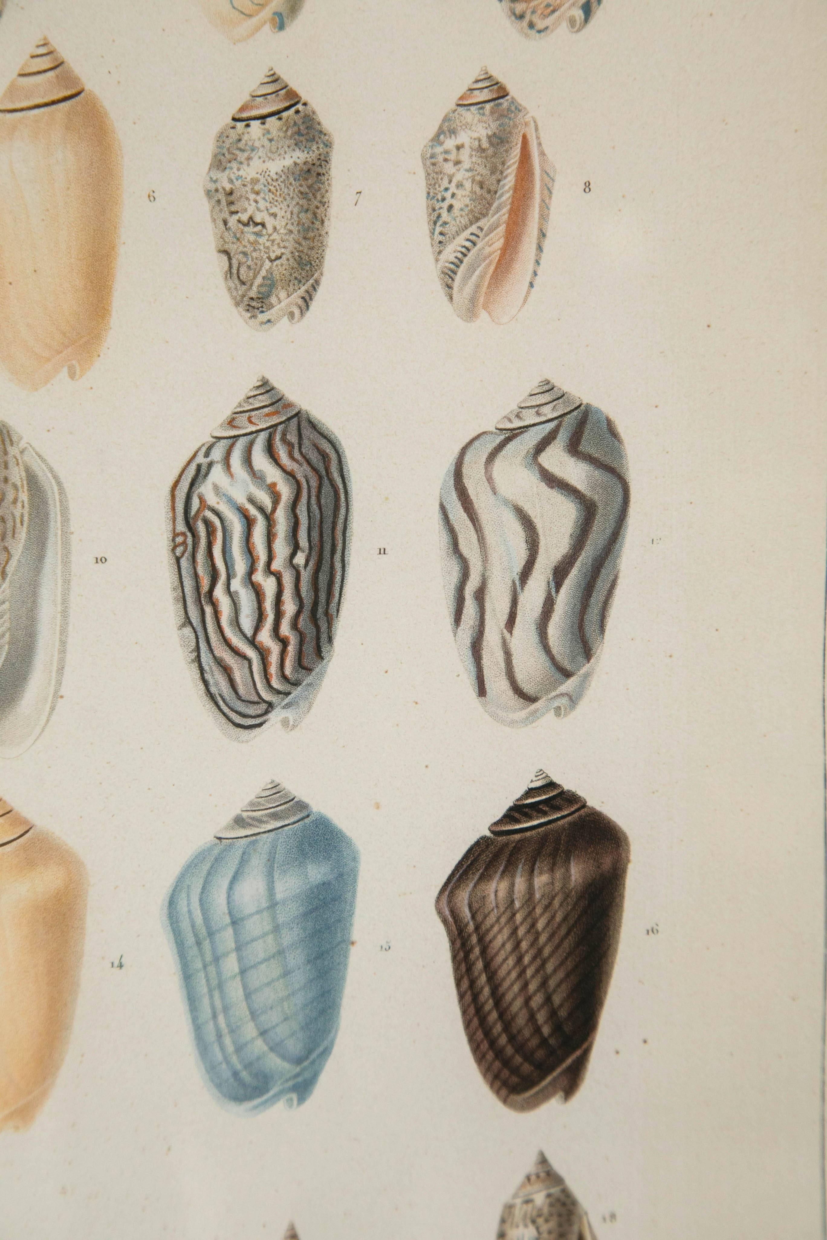 Pair Framed Hand-Colored Engravings of Sea Shells, France, circa 1850 3