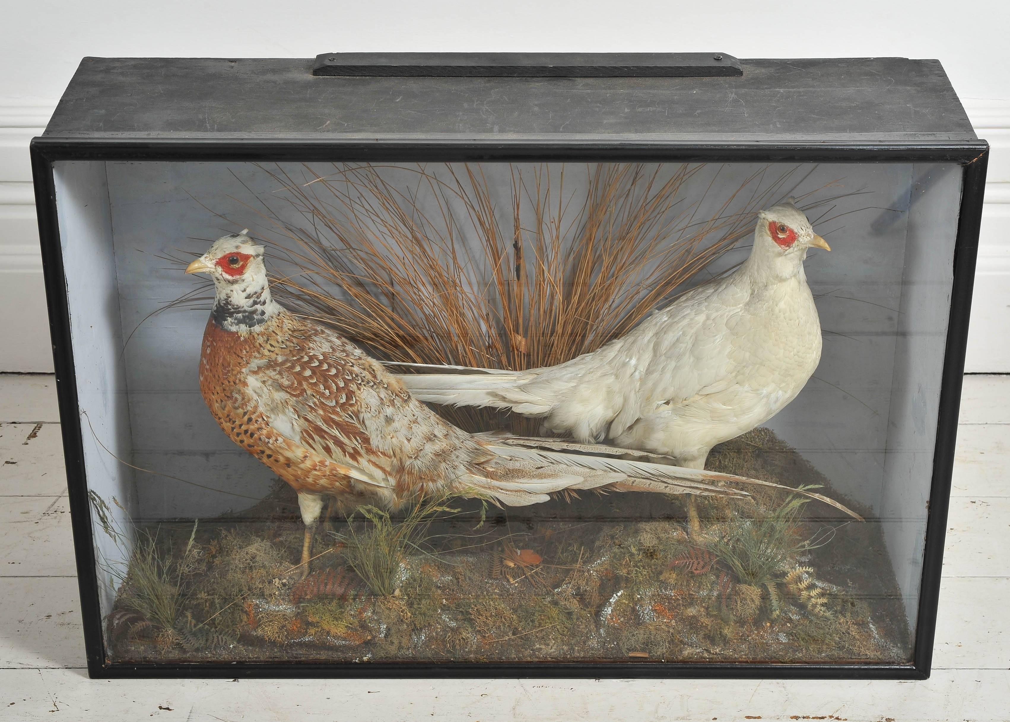 pheasant skin mount