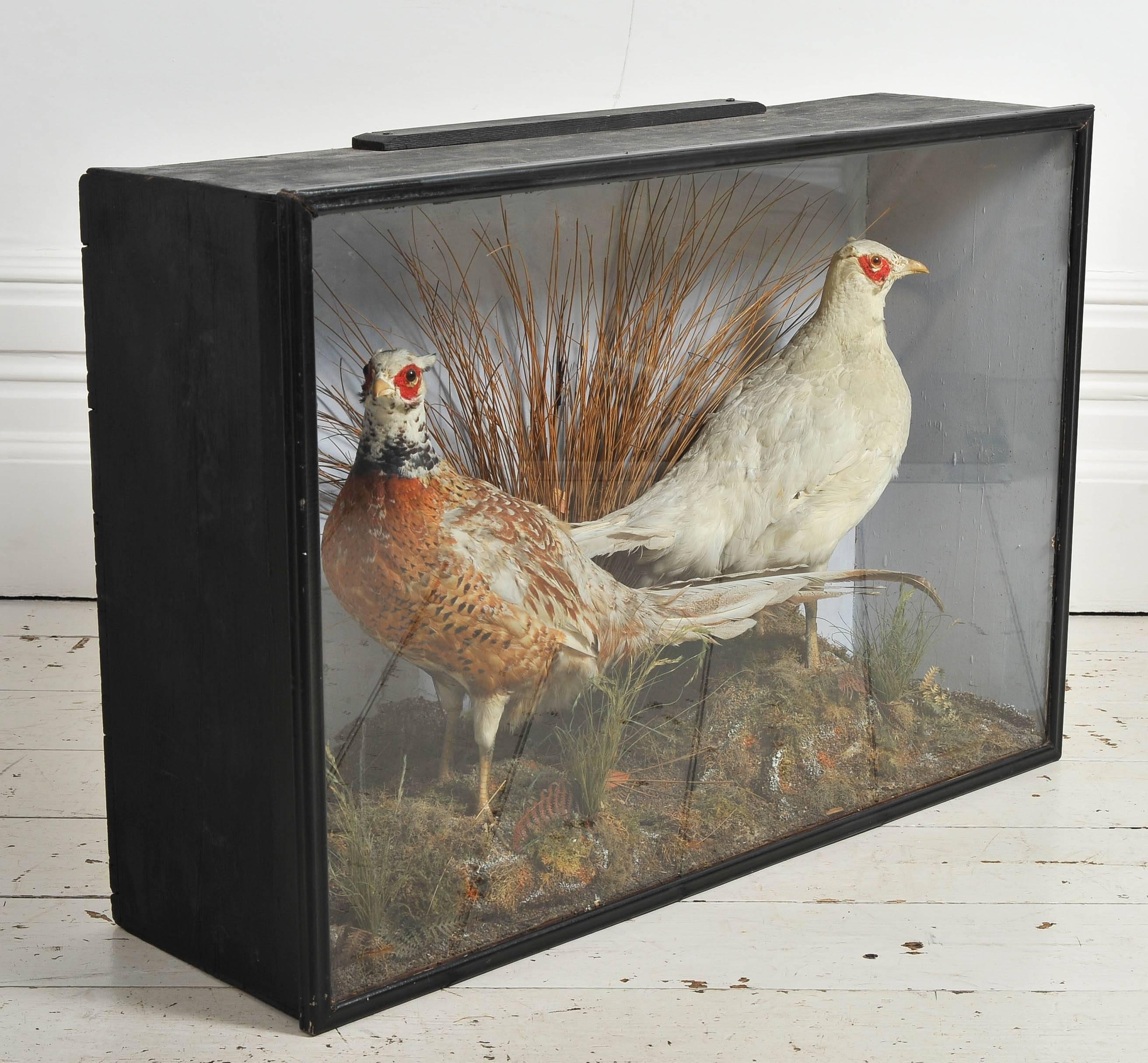Late Victorian Victorian Pair of Taxidermy Chinese Albino Pheasants