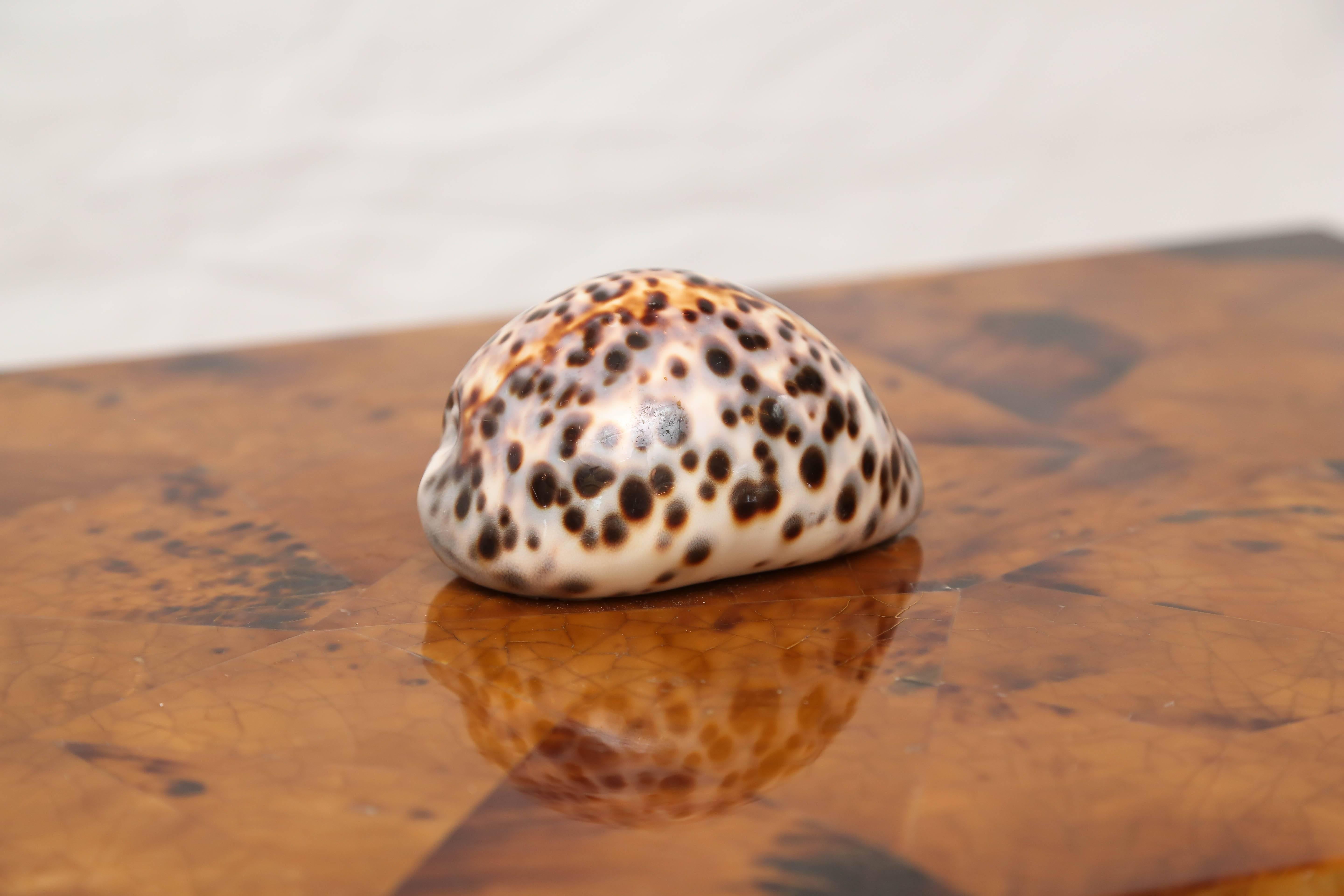 Mid-Century Modern Eugenio Tavola by Oggetti Horn and Shell Box over Wood