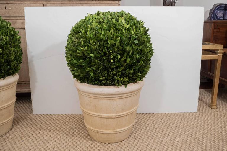 Large Boxwood Potted Ball Topiary at 1stDibs potted boxwood, large
