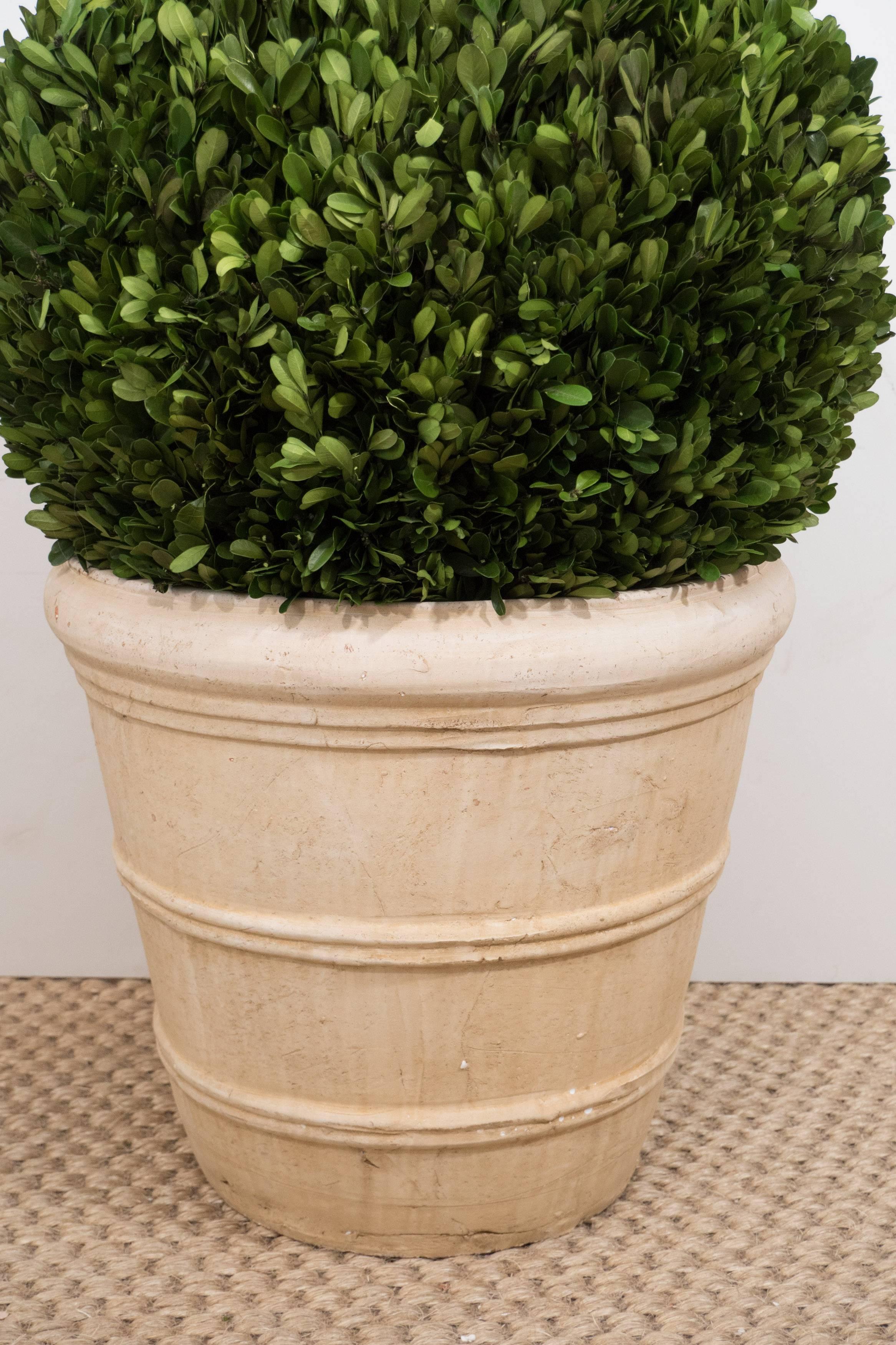 North American Large Boxwood Potted Ball Topiary