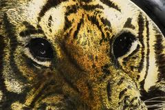 Piero Fornasetti tray with tiger, Italy circa 1960