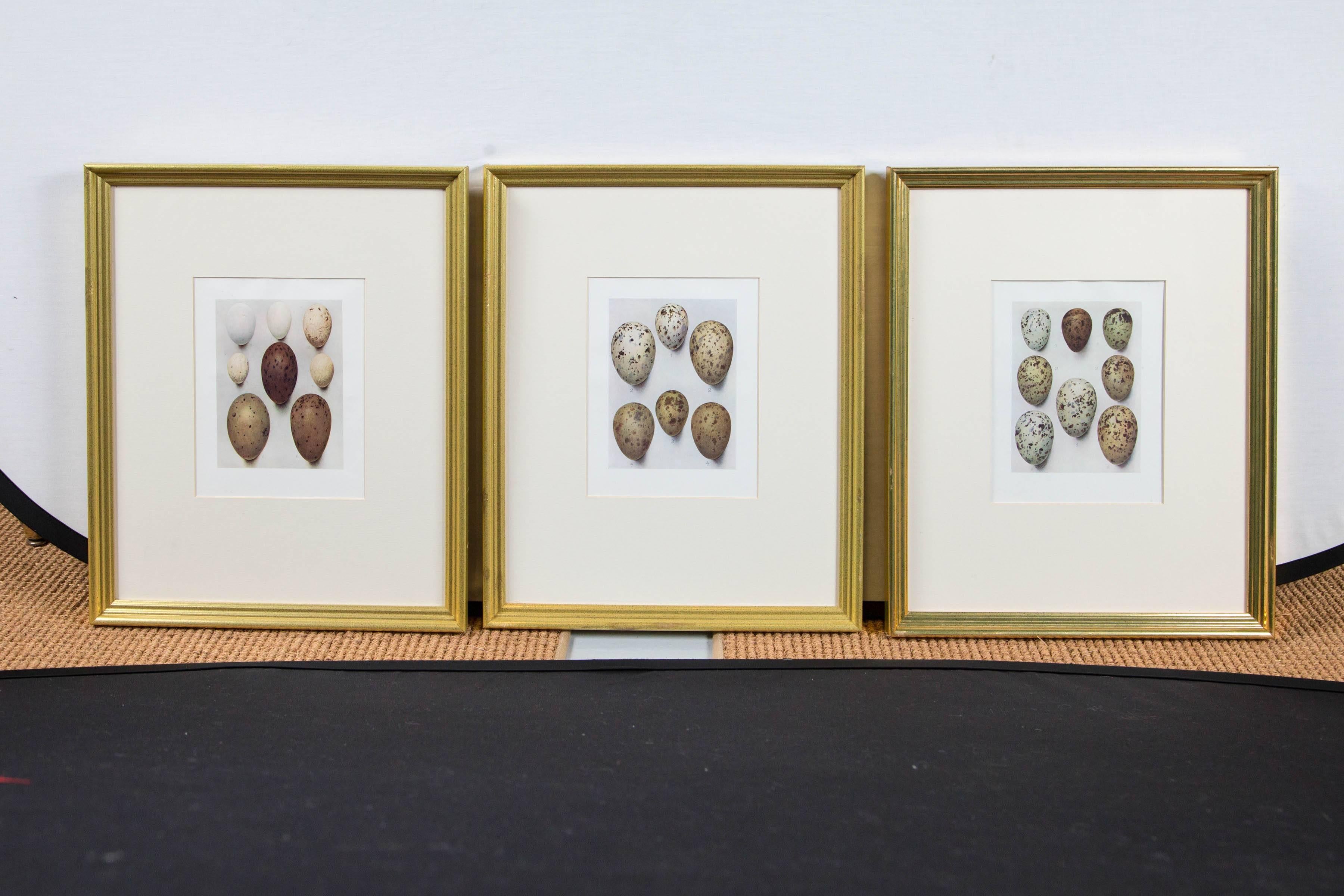 Set of three framed bird's eggs lithographs, England, circa 1900 by H. Gronvold (1858-1940.) Henrik Gronvold was a Danish naturalist and artist specializing in the study of birds. Wonderfully detailed depiction of rare bird eggs. Nicely framed and