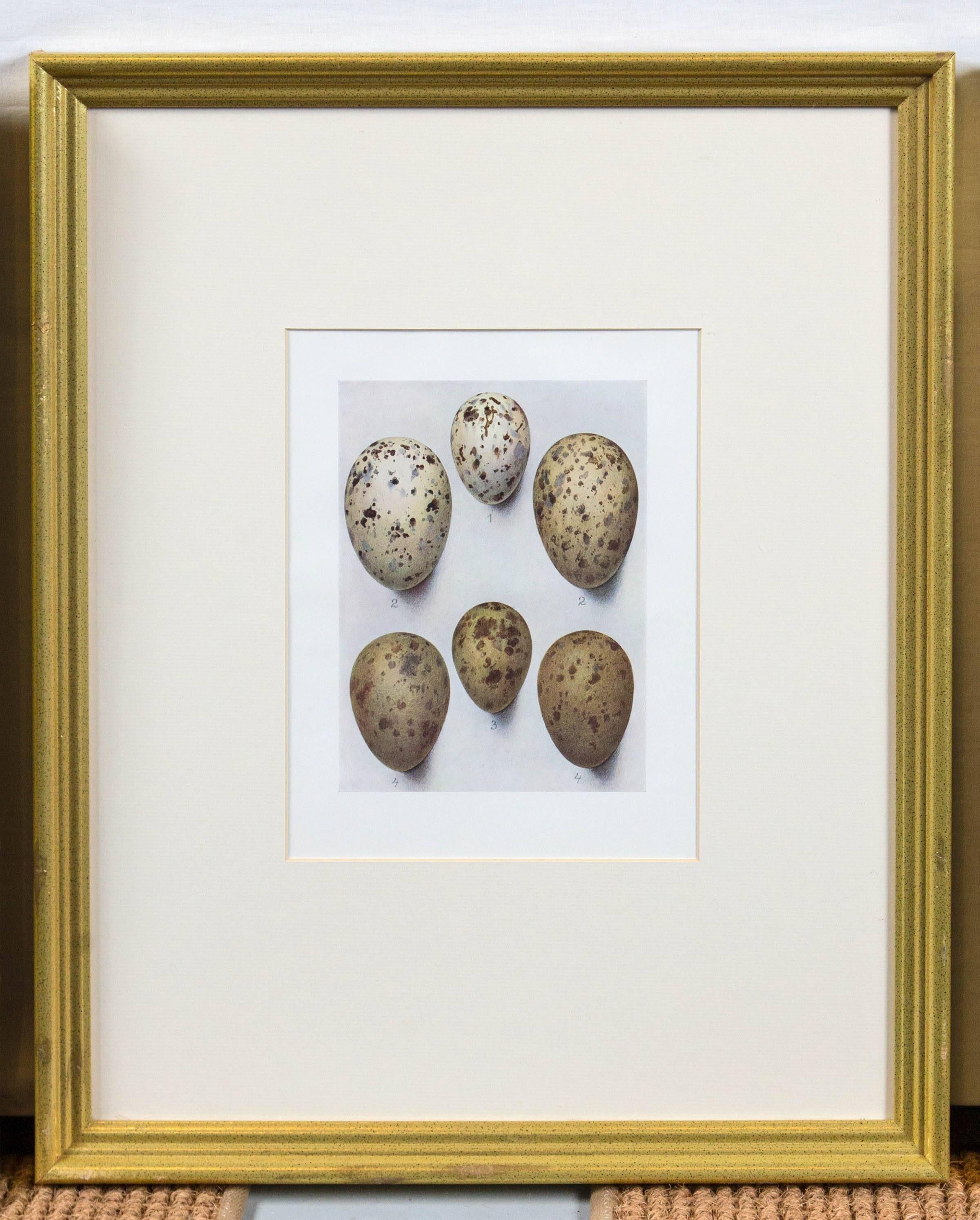 Set of Three Framed Bird's Eggs Lithographs, England, circa 1900, H. Gronvold In Good Condition In Chappaqua, NY