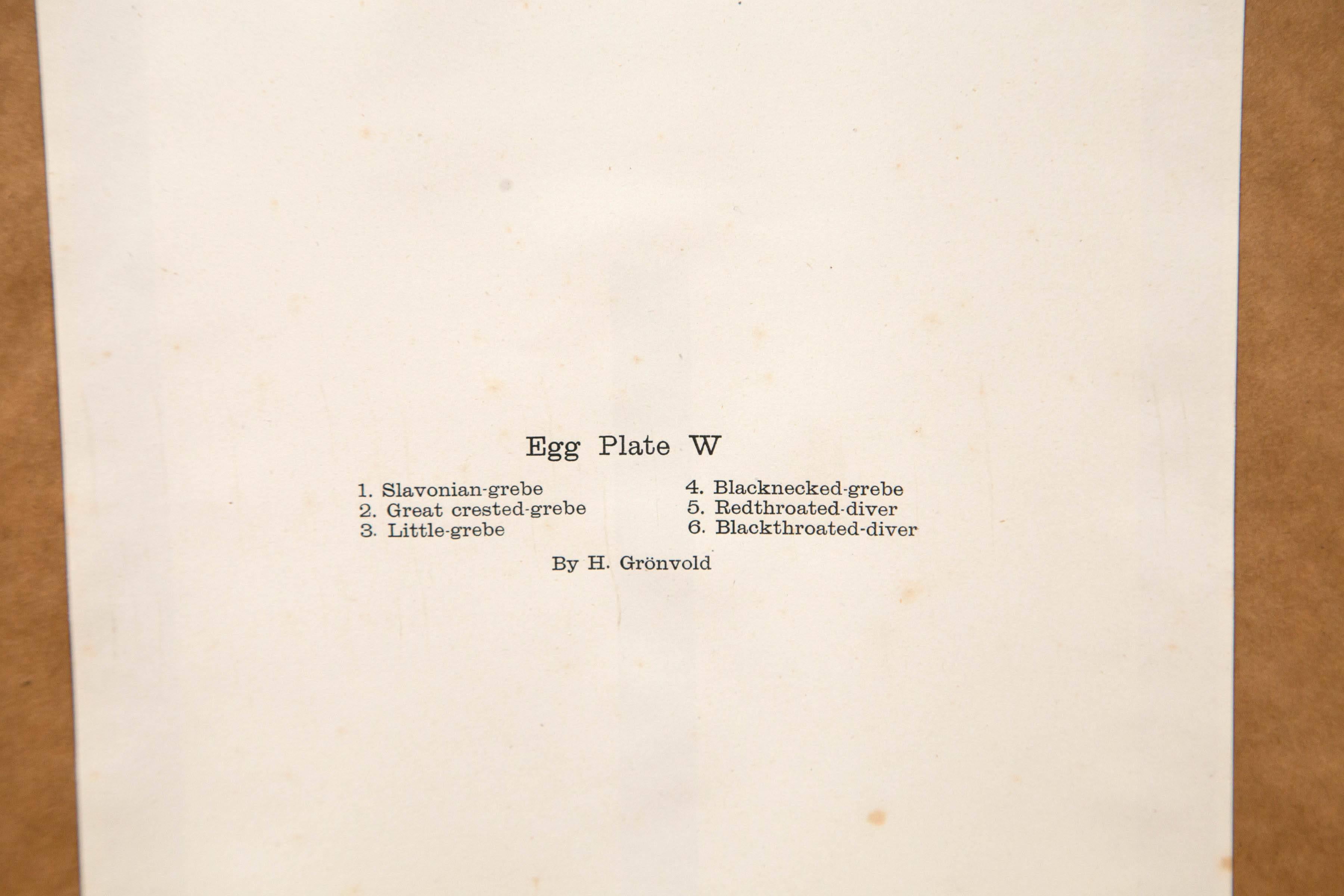 Set of Three Framed Bird's Eggs Lithographs, England, circa 1900, H. Gronvold 3